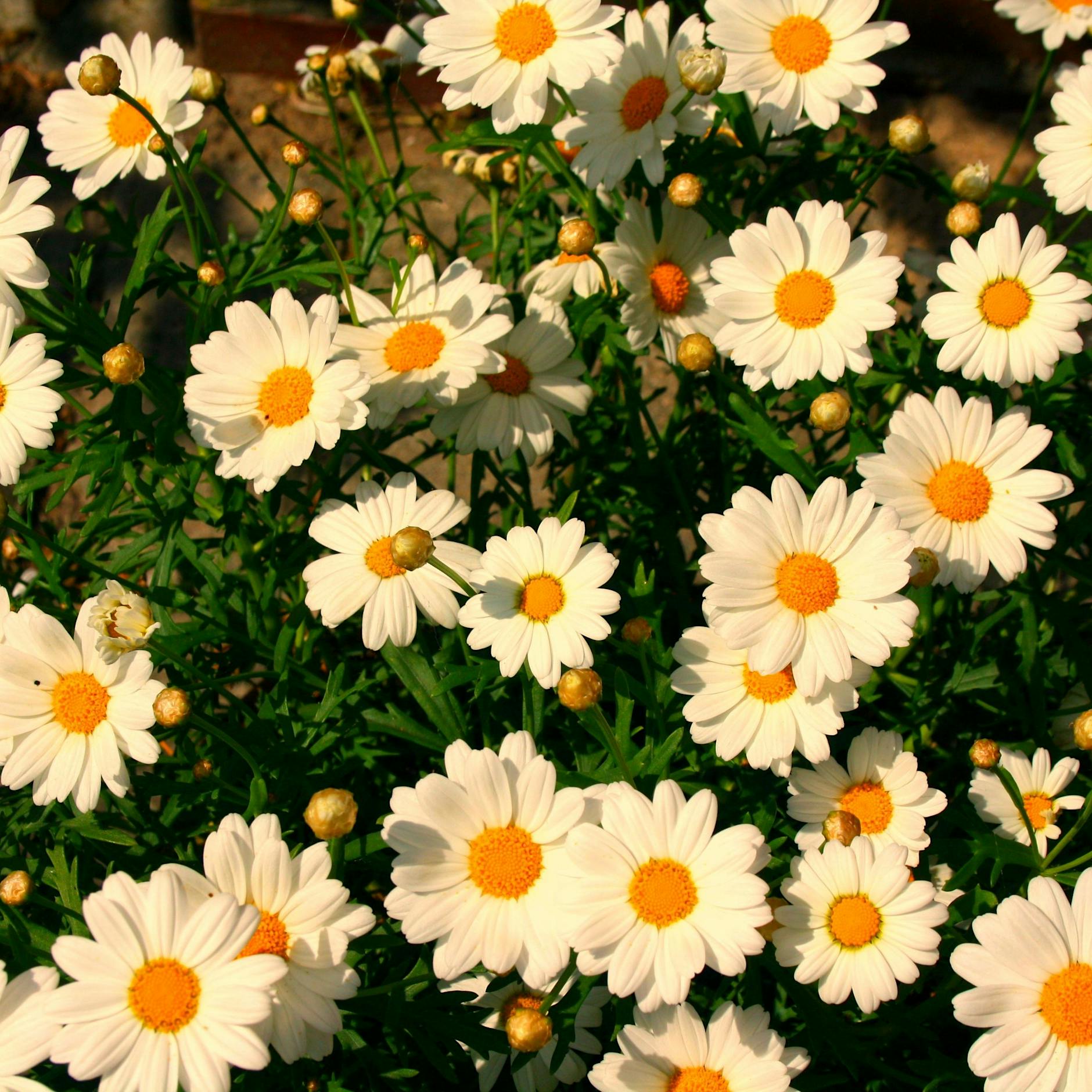 Margeriten pflegen in fünf Schritten – plus drei geniale Hausmittel