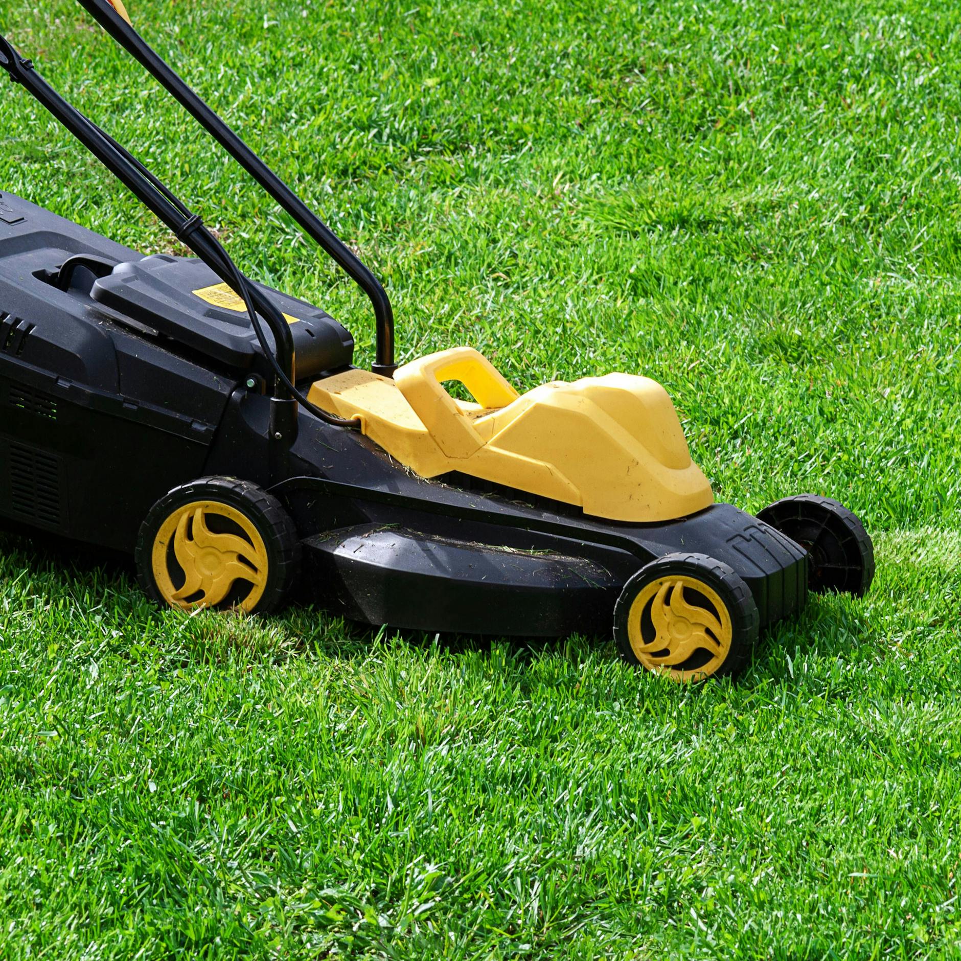 Image - „Mähfreier Mai“: Wie die Debatte ums Rasenmähen die Gesellschaft spaltet