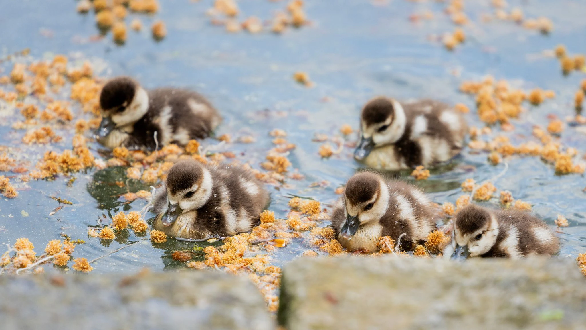Küken von Nilgänsen schwimmen auf dem Adenauer Weiher im Kölner Stadtwald. Das Wetter in Nordrhein-Westfalen zeigt sich frühlingshaft und sonnig.  