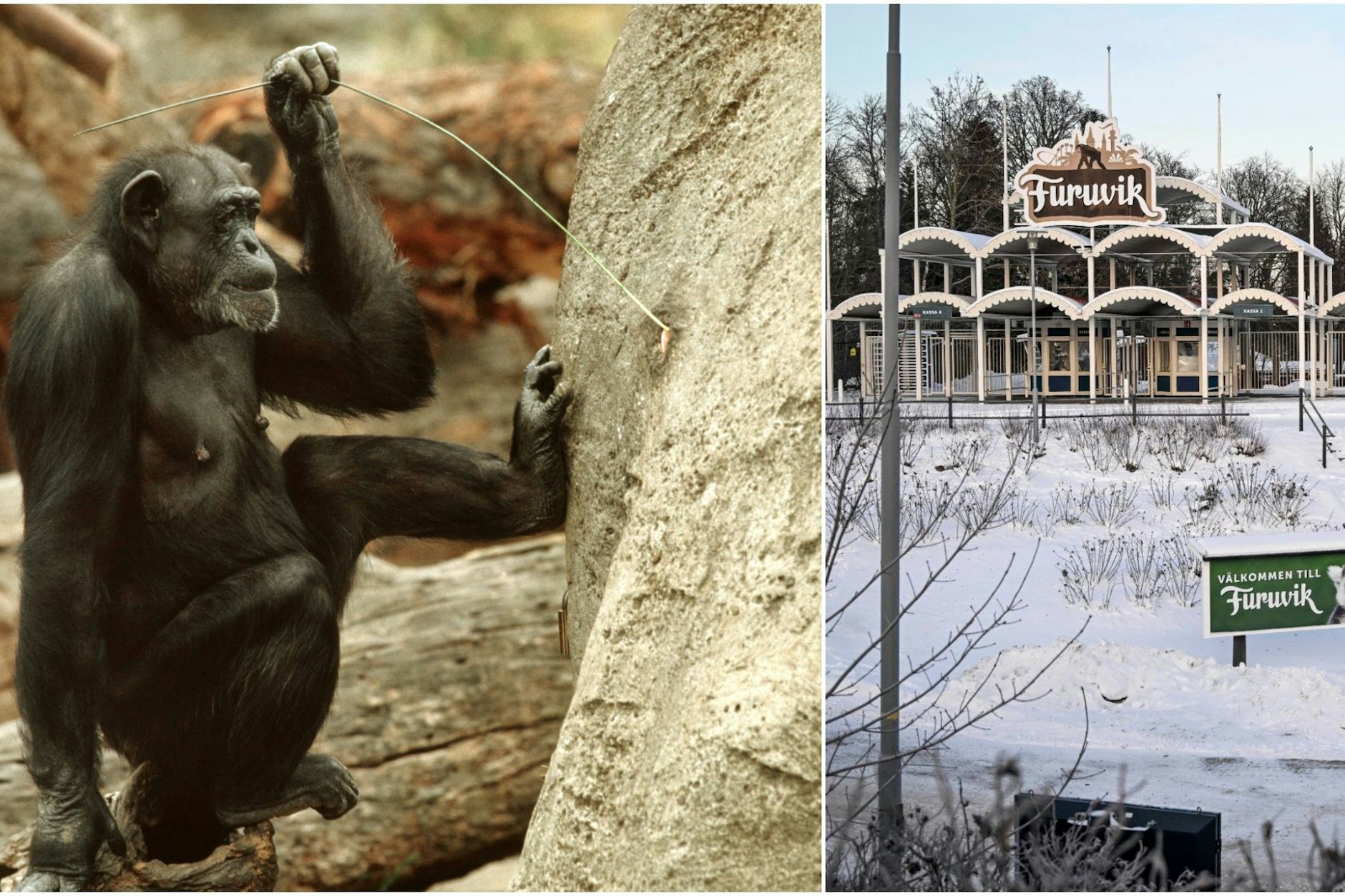 Im schwedischen Zoo Furuviksparken wurden Aufnahmen von Schimpansen in einem Werbespot verwendet, die 2022 bei ihrer Flucht erschossenen wurden. (Archivbilder)