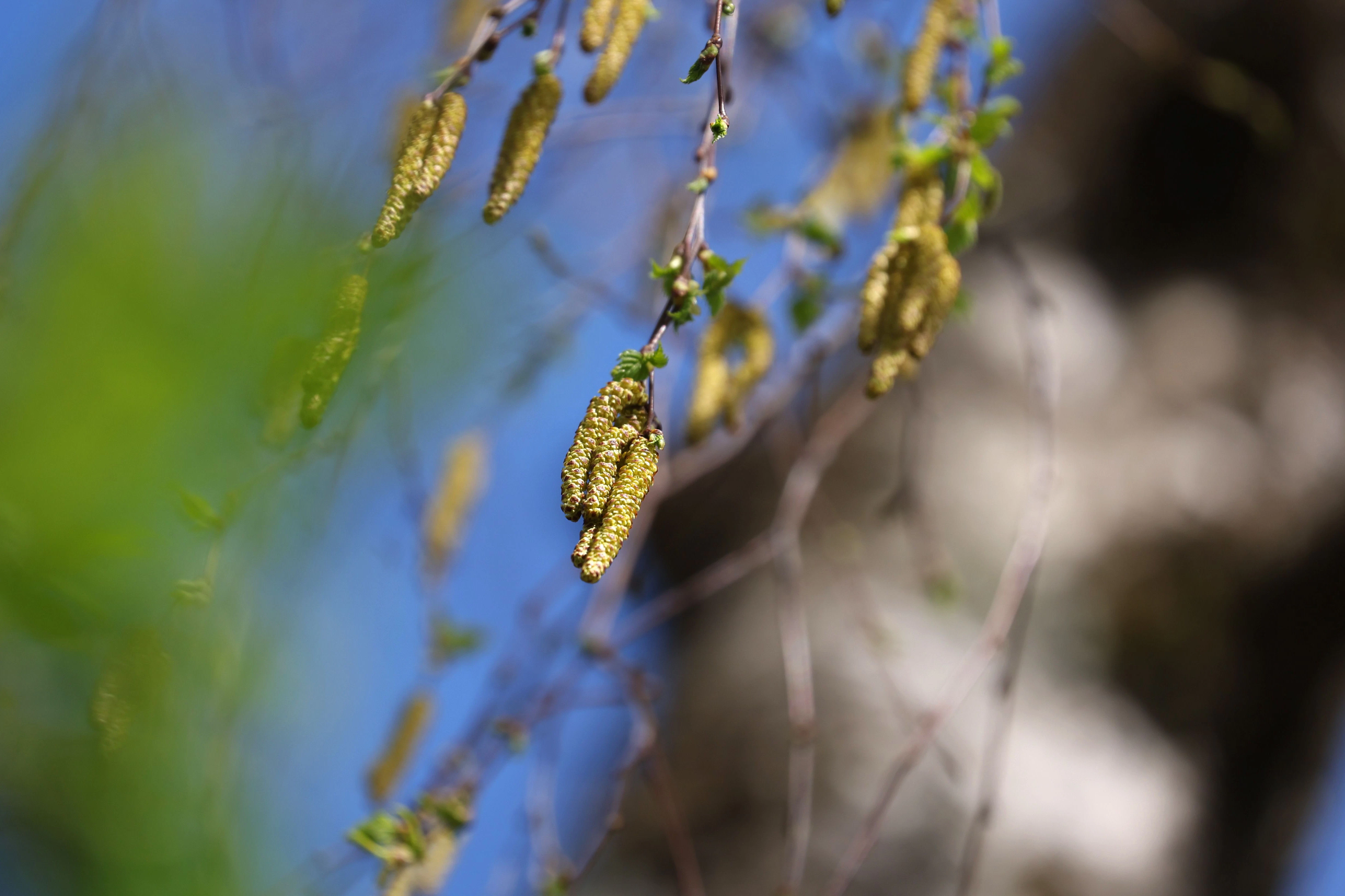 Durchatmen für Allergiker: Birkenpollen fliegen jetzt im Prinzip gar nicht mehr durch die Luft.