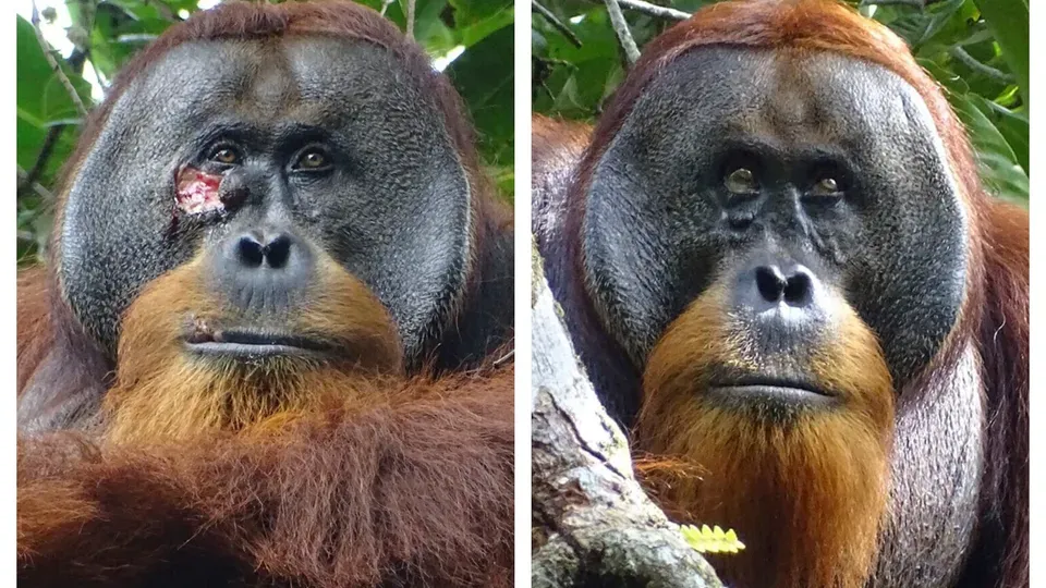 Image - Orang-Utan behandelt eigene Wunde selber mit einer Heilpflanze