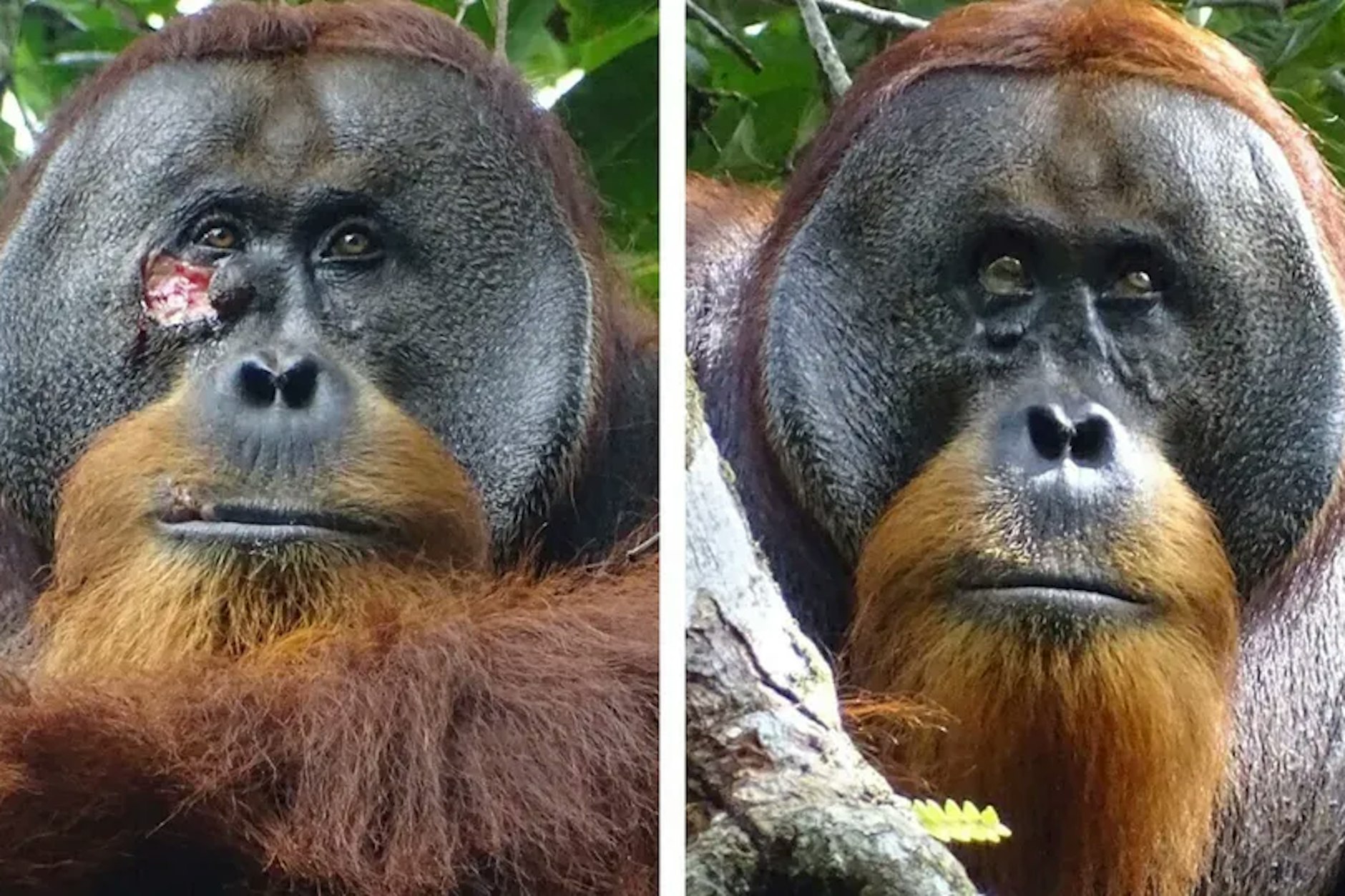 Der männliche Sumatra-Orang-Utan namens Rakus im Urwald von Suaq Balimbing hat sich selbst geheilt.