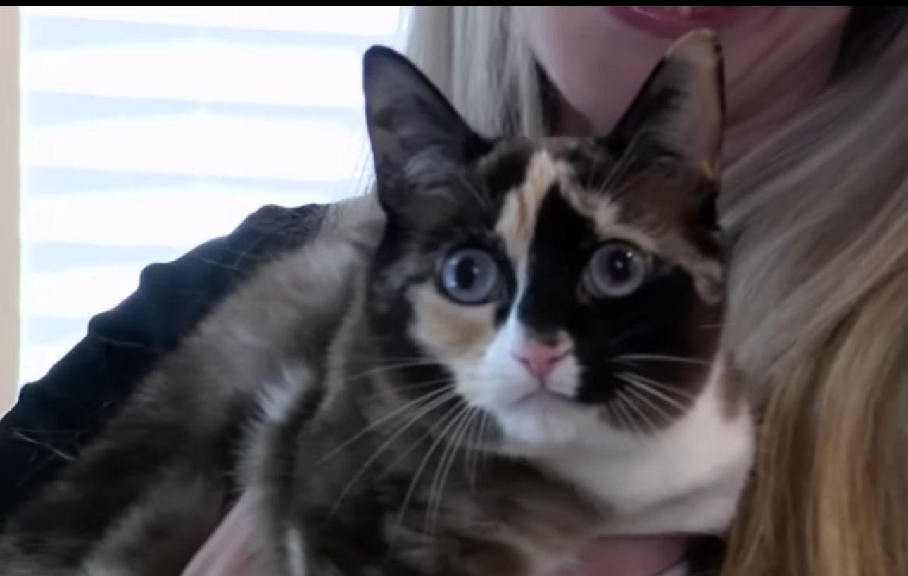 Image - Verschwundene Katze „reiste“ per Amazon-Paket 800 Kilometer weit