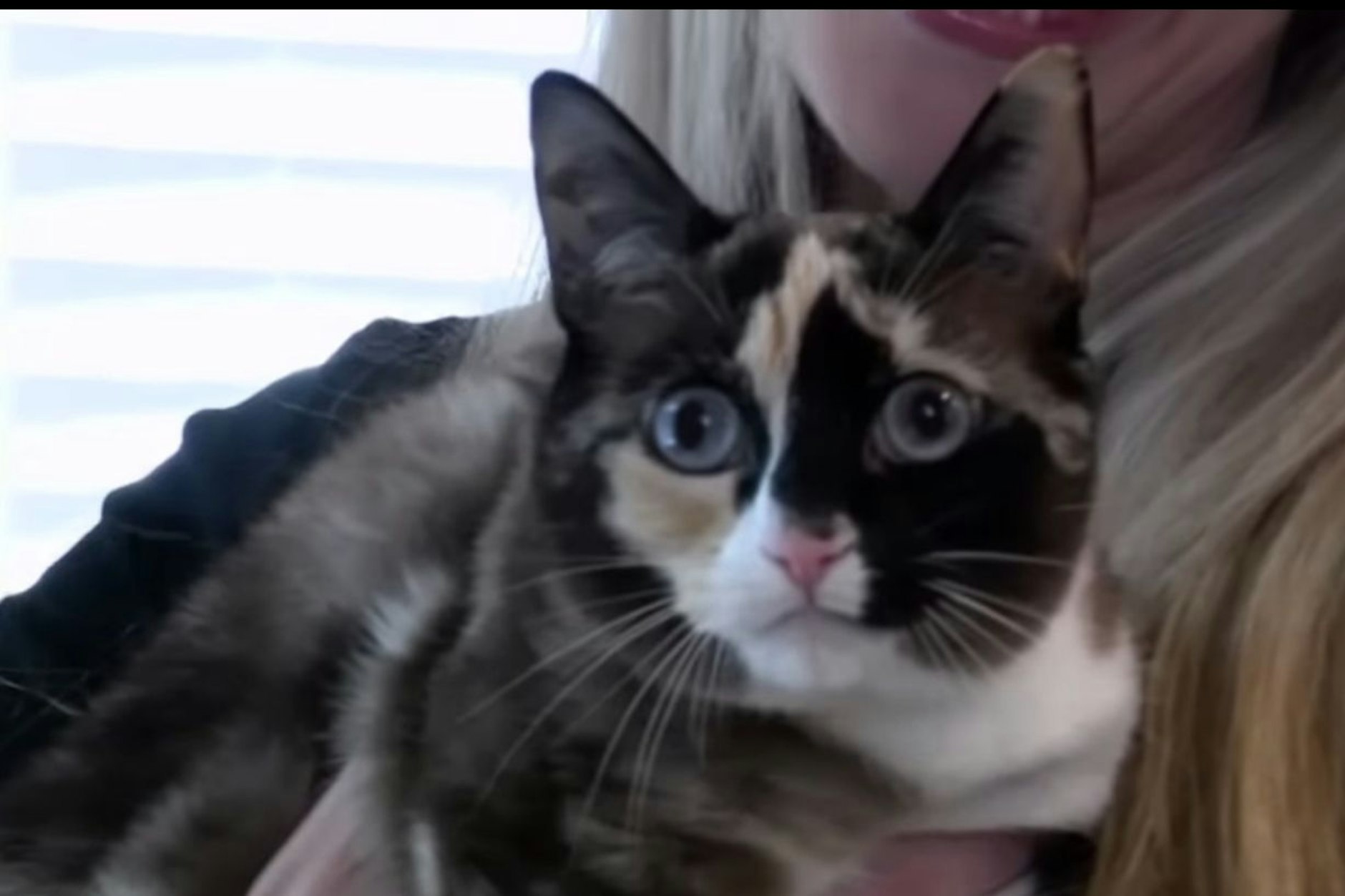 Katze Galena wurde in einem Amazon-Paket 800 Kilometer weit nach Kalifornien verschickt.