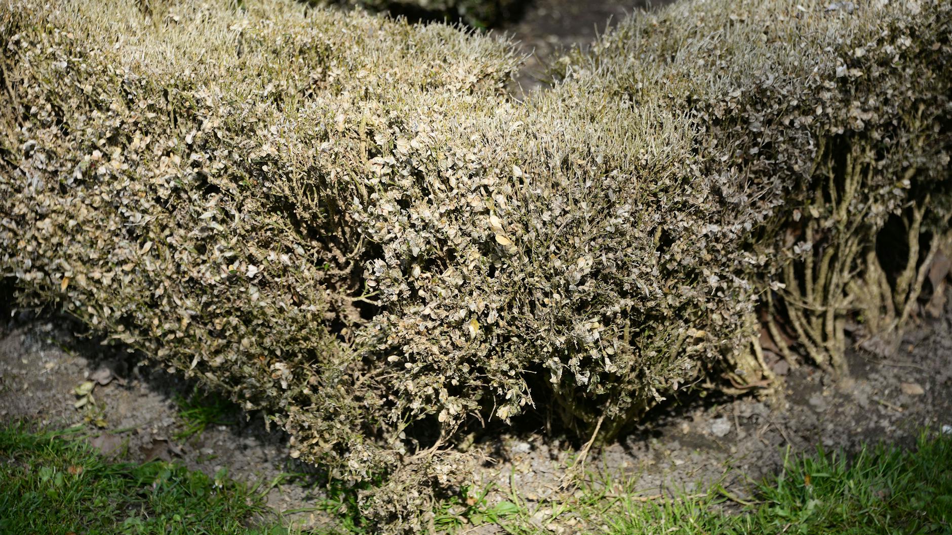 Eine mit Schädlingen befallene Buchsbaumhecke