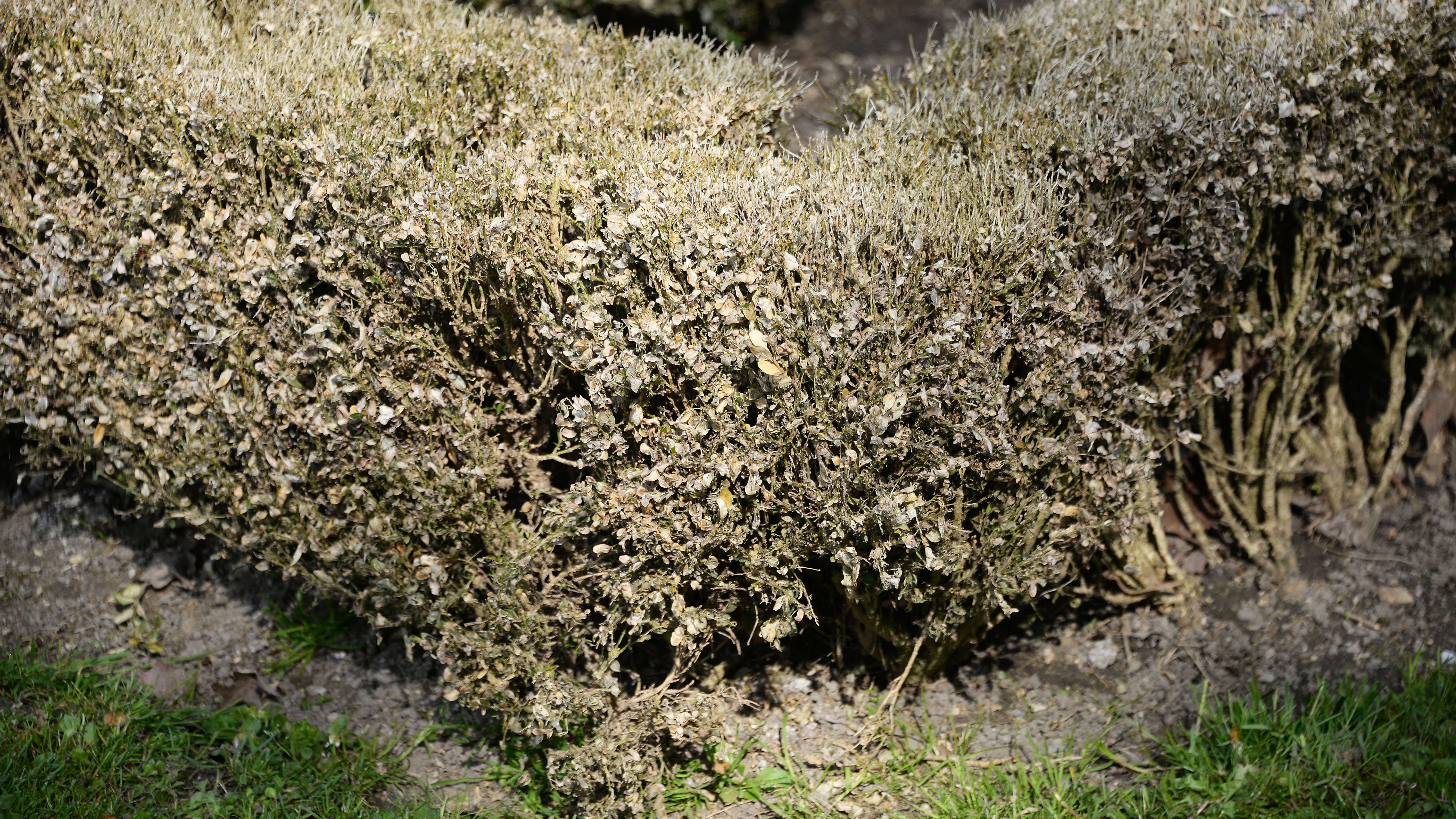 Eine mit Schädlingen befallene Buchsbaumhecke