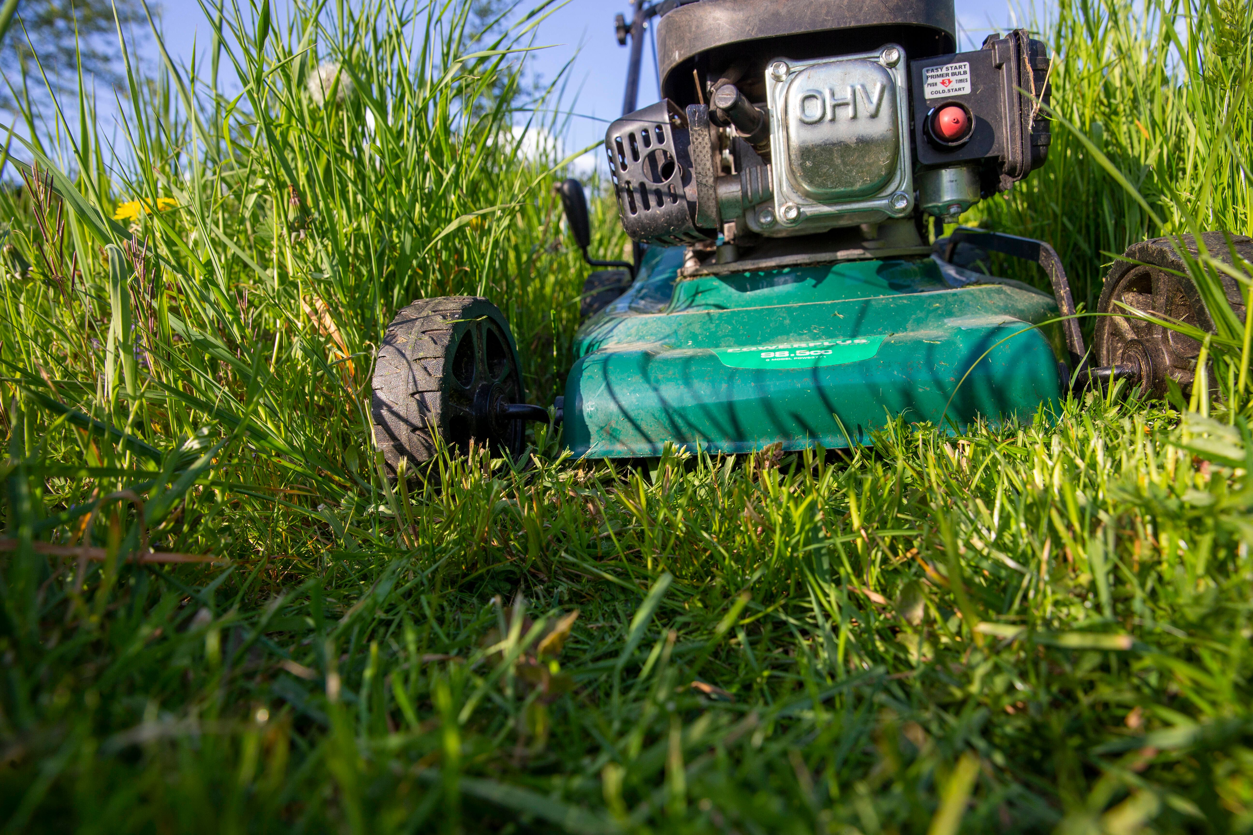 Garten-Trend aus England: DAS steckt hinter „No Mow May“