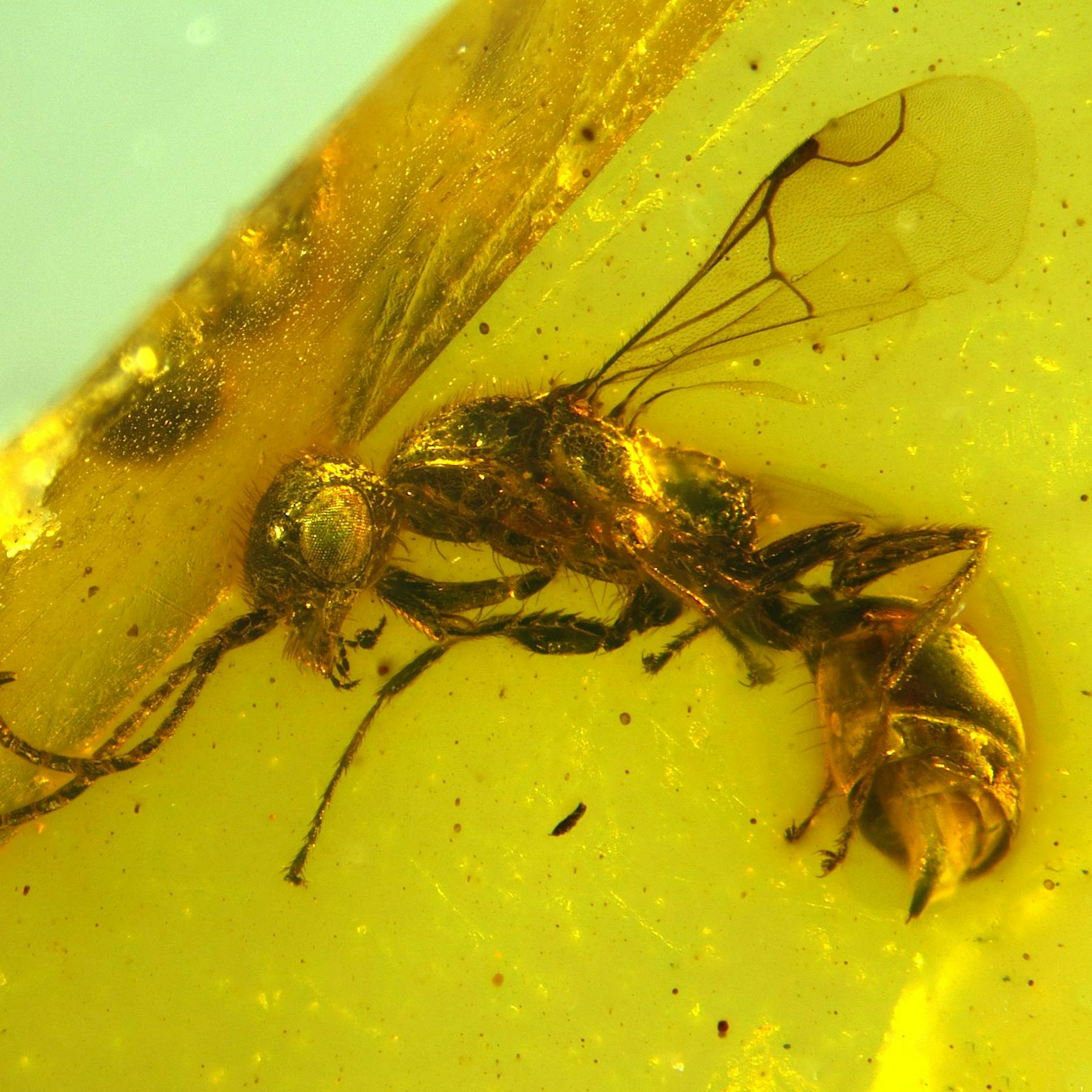 In Bernstein verewigt: Längst ausgestorbene Wespe entdeckt