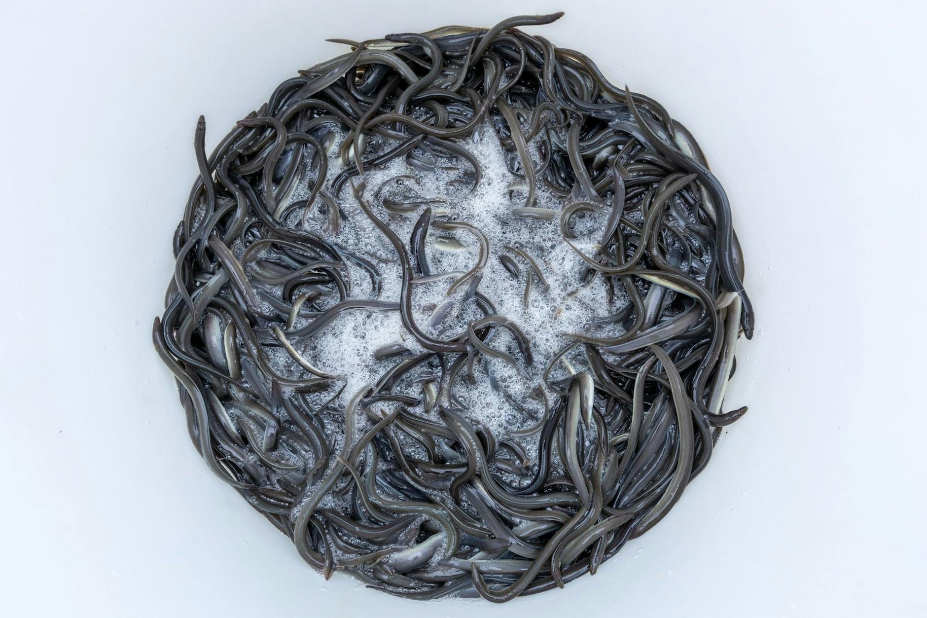 Drei Jahre alte und etwa 15 Zentimeter lange Jungaale: Sie werden ausgesetzt, um die amerikanischen Supfkrebe zu fressen.