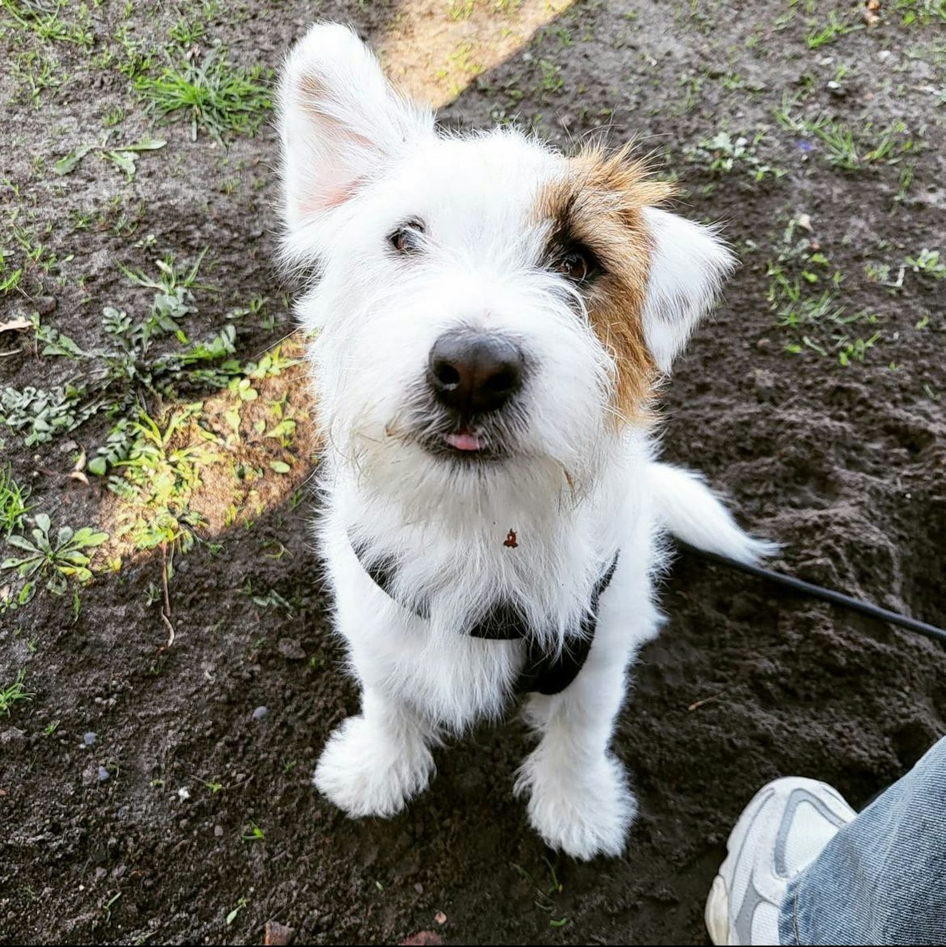 Jack Russel Terrier Alfred hat die Herzen der Hundefreundinnen und - freunde in der zweiten Runde erobert.