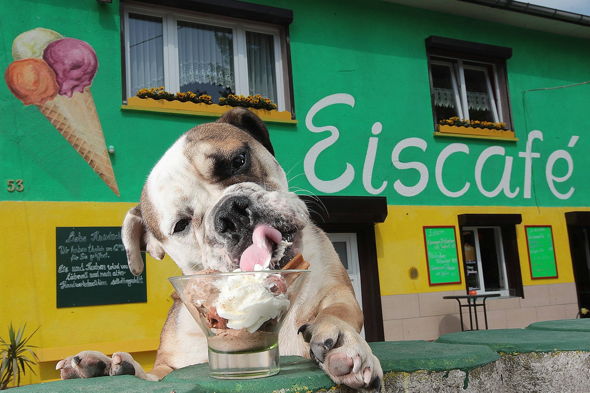 Rezept für selbstgemachtes, gesundes Hundeeis - für hitzige Sommertage! (Archivbild 2011 - hier isst der englische Boxer Holger Hundeeis aus Kalbfleisch, Möhren und Banane.