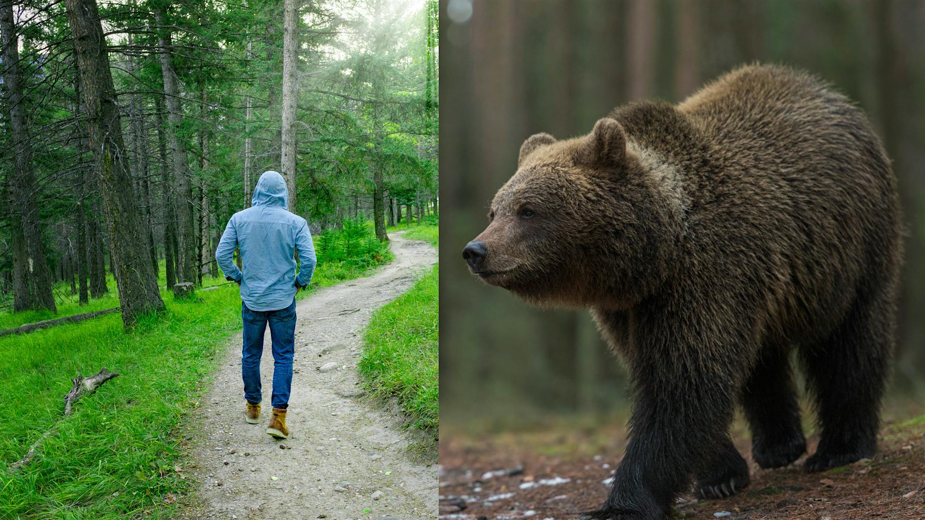 Man-or-Bear-Debatte auf TikTok: Wem lieber allein im Wald begegnen - Mann oder Bär?