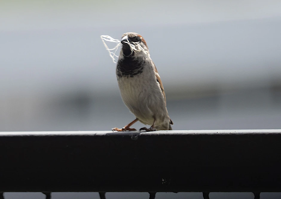 ARCHIV - In manchen Städten ist der Spatz auf dem Rückzug.  a