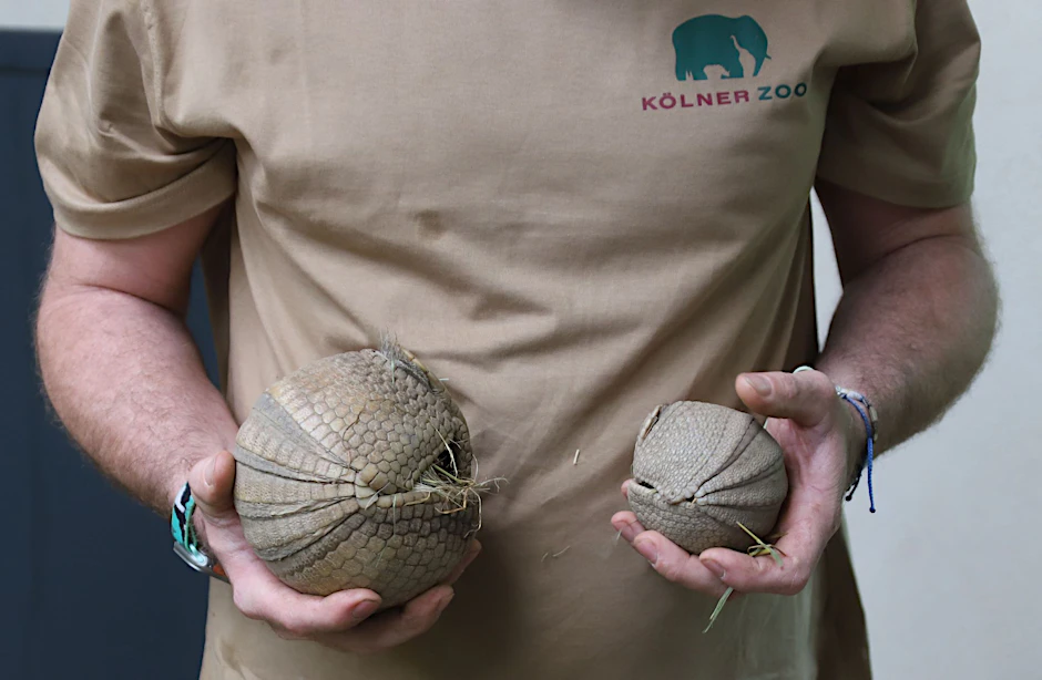 Ein Tierpfleger des Kölner Zoos hält ein junges, südliches Kugelgürteltier und dessen Muttertier (l.) in den Händen.  
