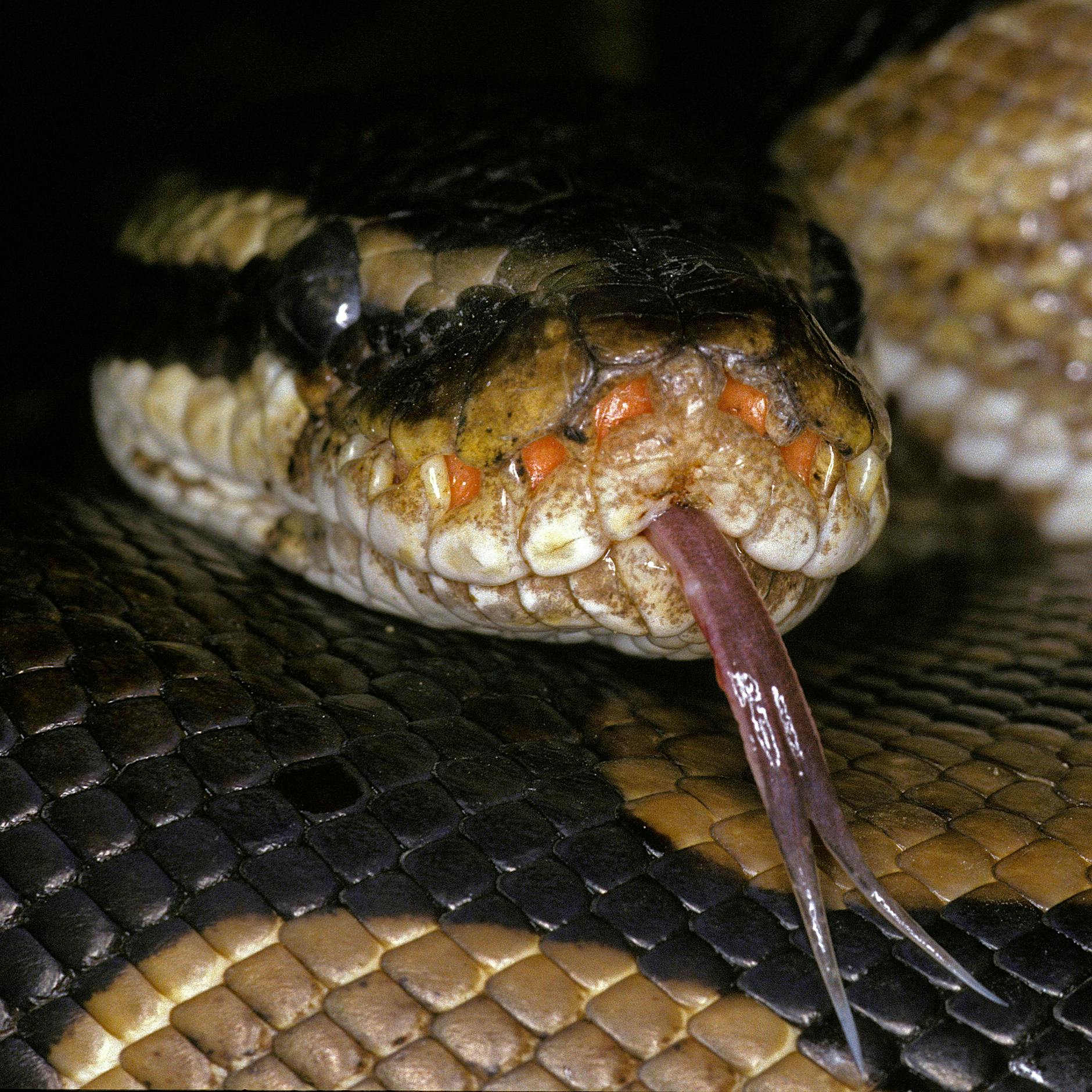 Angler findet Königspython: Frierende Schlange wärmt sich im Rathaus Hennigsdorf auf
