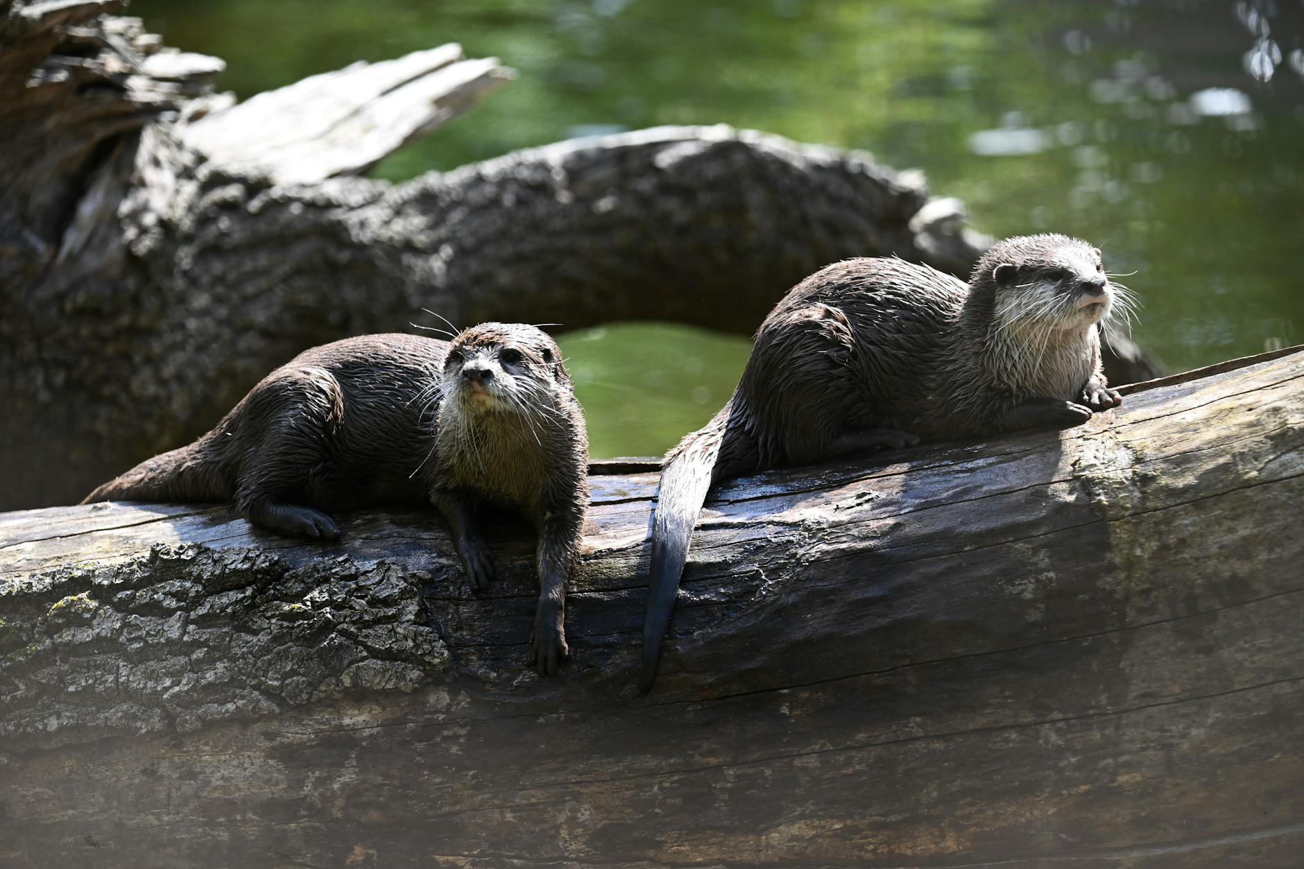 Zwei Zwergotter sitzen in einem Gehege im Tierpark Berlin.