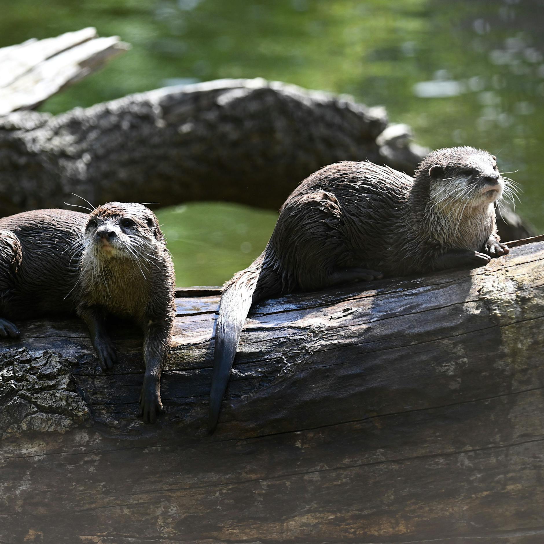 Kampf gegen Speckrollen: So machen es Otter, Affen und Co.