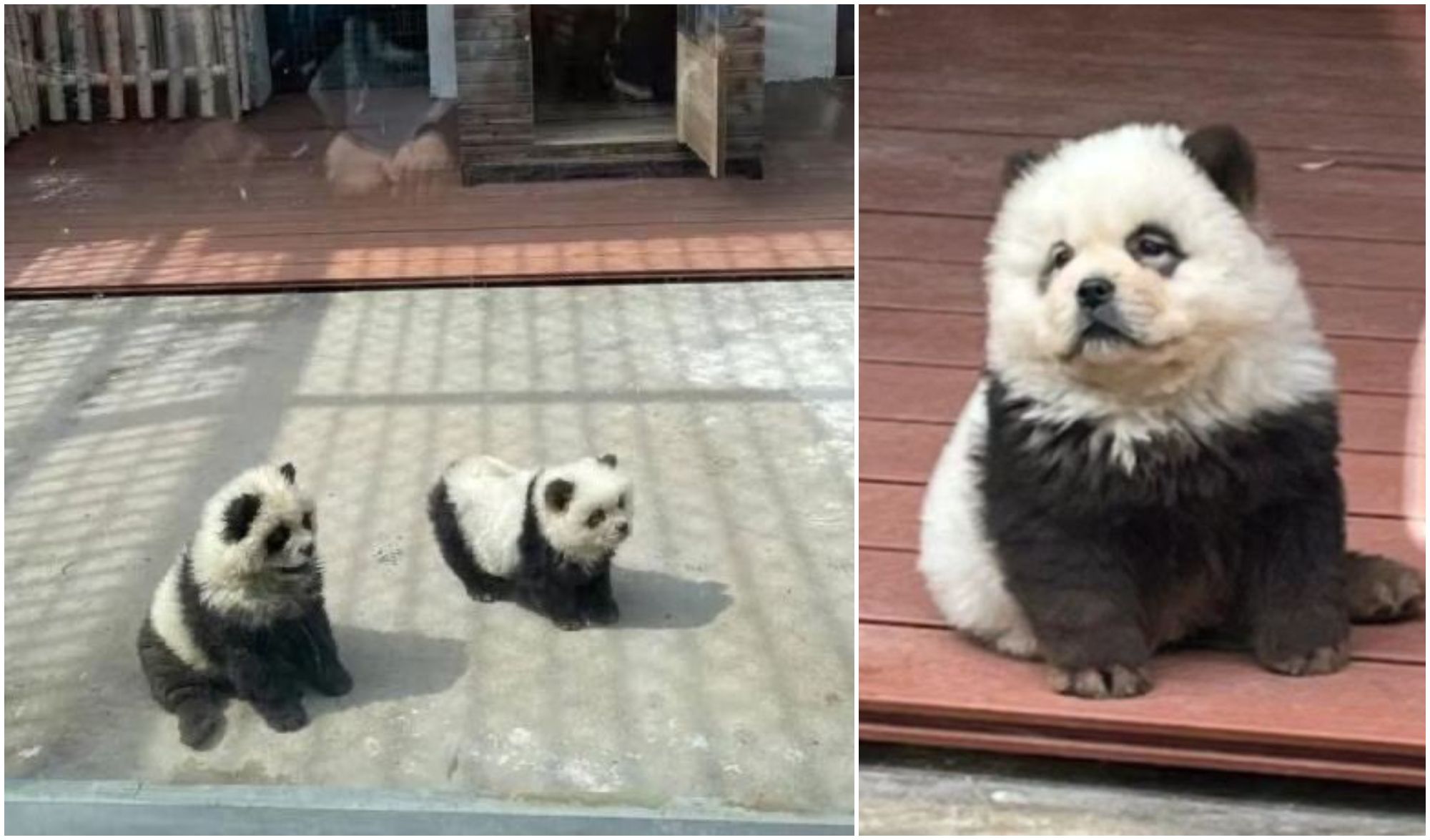 VIDEO: Das Geheimnis dieses Zoos: Deshalb wird ihm Tierquälerei vorgeworfen