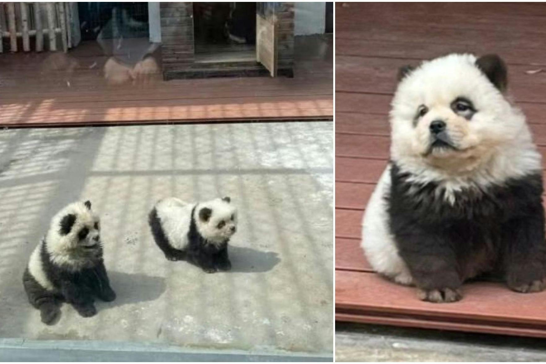 Um Besucher anzulocken, hat dieser chinesische Zoo das Fell dieser Hunde wie das von Pandas eingefärbt. 