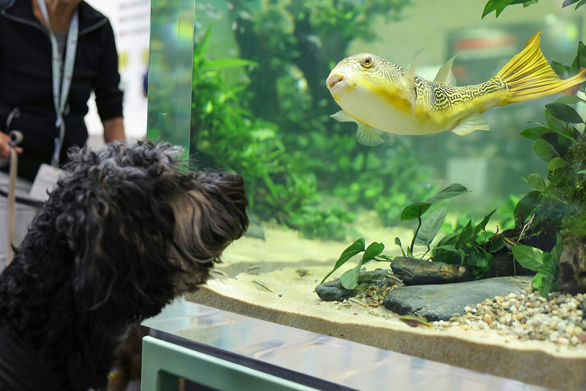 dpatopbilder - Tierische Begegnung: Ein Hund beobachtet auf der Interzoo einen Fisch in einem Aquarium. Die Weltleitmesse der Heimtierbranche findet vom 7. bis zum 10. Mai in Nürnberg statt.