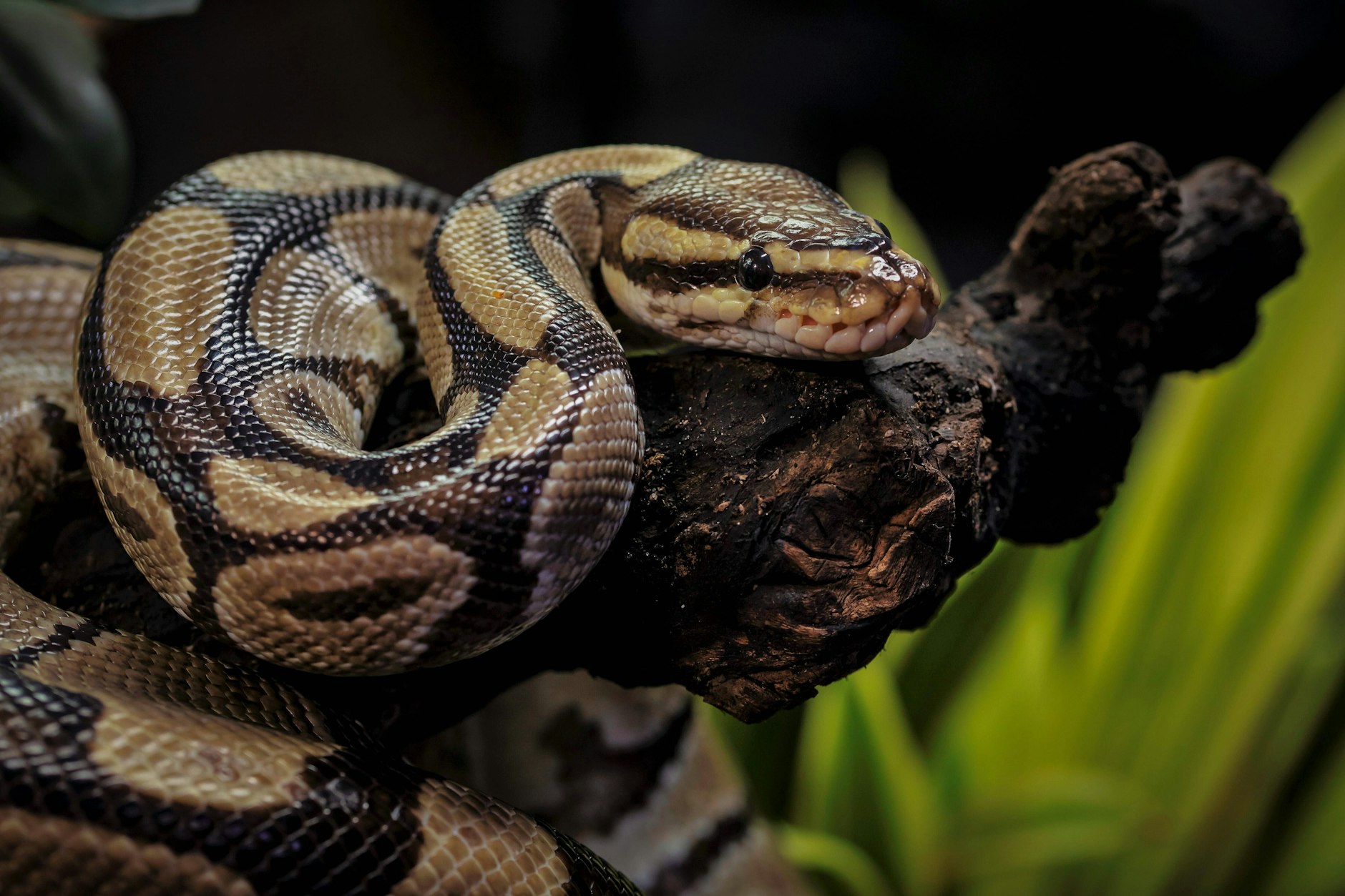 Ein Königspython im Zoo.&nbsp;