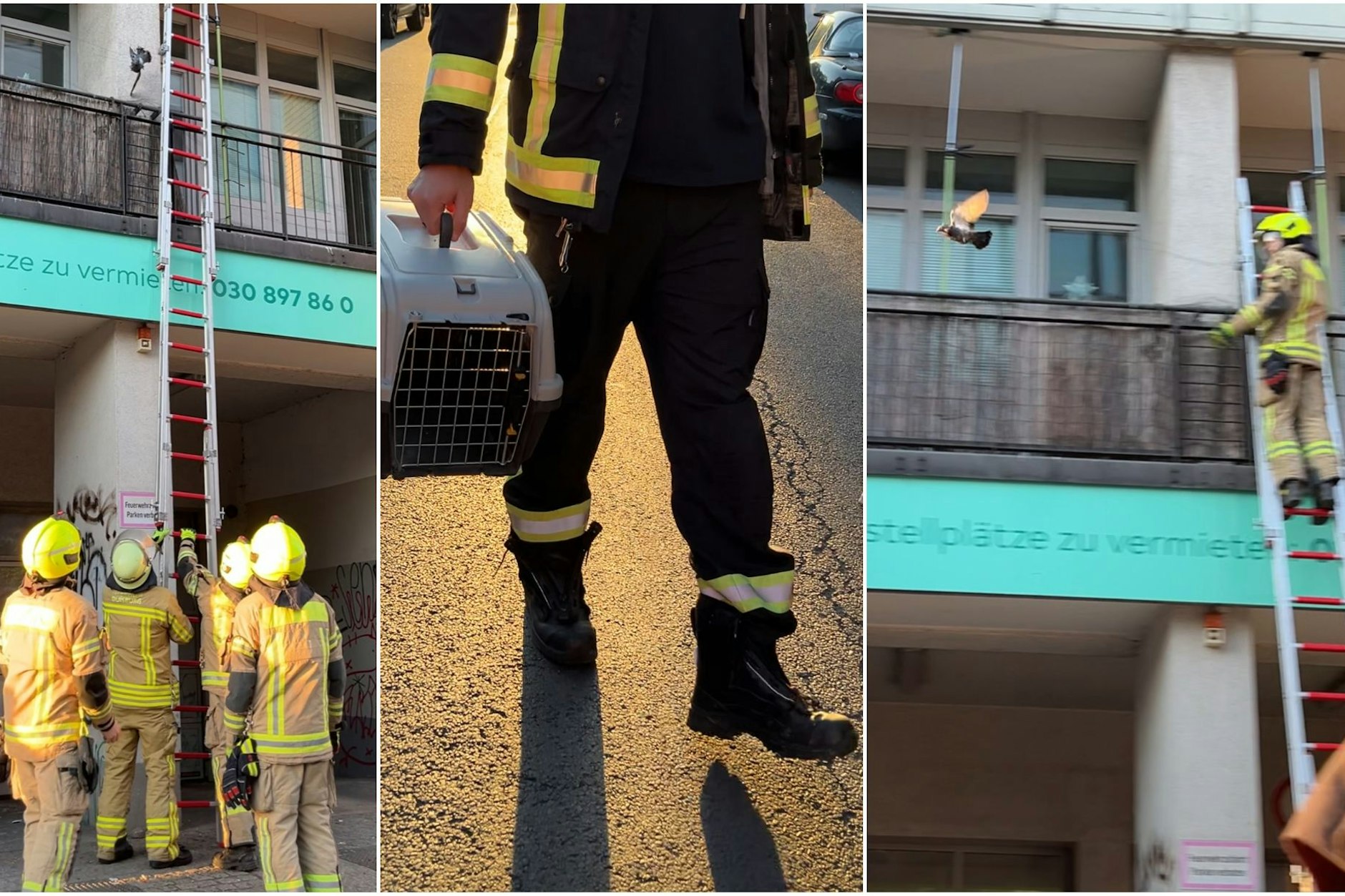 Spektakulärer Rettungseinsätze der Berliner Feuerwehr in Kreuzberg, wo einer Taube womöglich das Leben gerettet wurde.