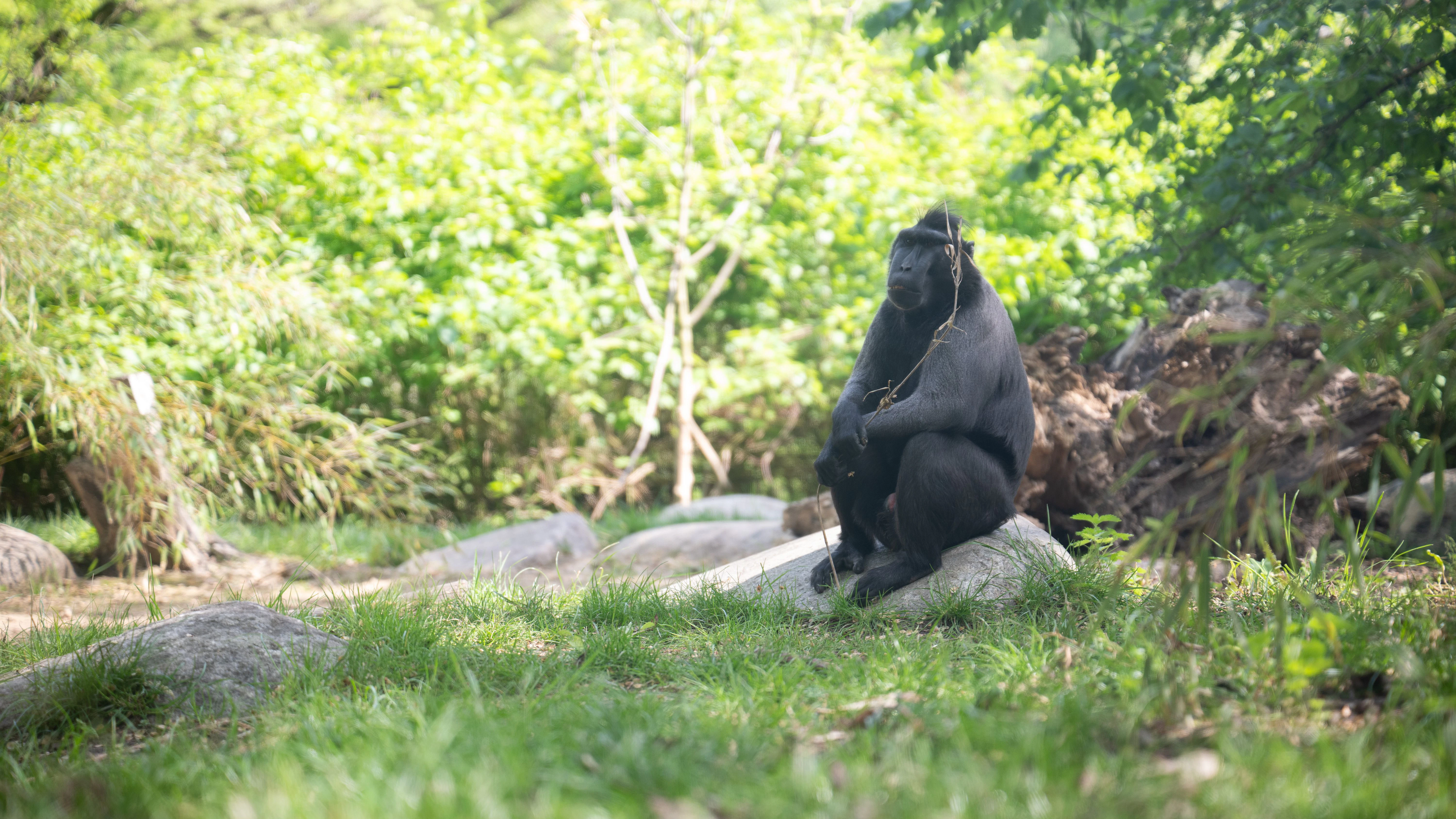 Schopfmakake Thore sitzt in einem Gehege im Berliner Tierpark.&nbsp;