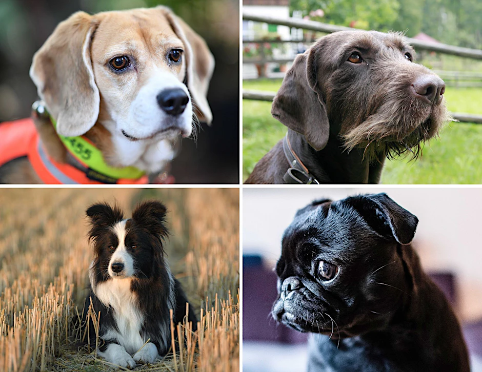 ARCHIV - Welcher Hund hat die beste Spürnase? Diese Frage beschäftigt die Wissenschaft.  
