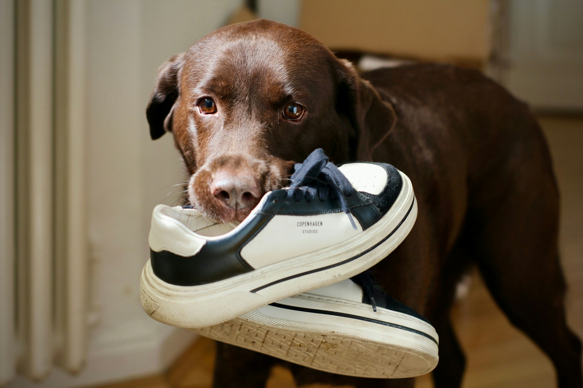 Deutschlands schönster Hund gesucht: Wer wird Hundeskanzler 2024? Redaktionshund Nala verschenkt gerne Schuhe.