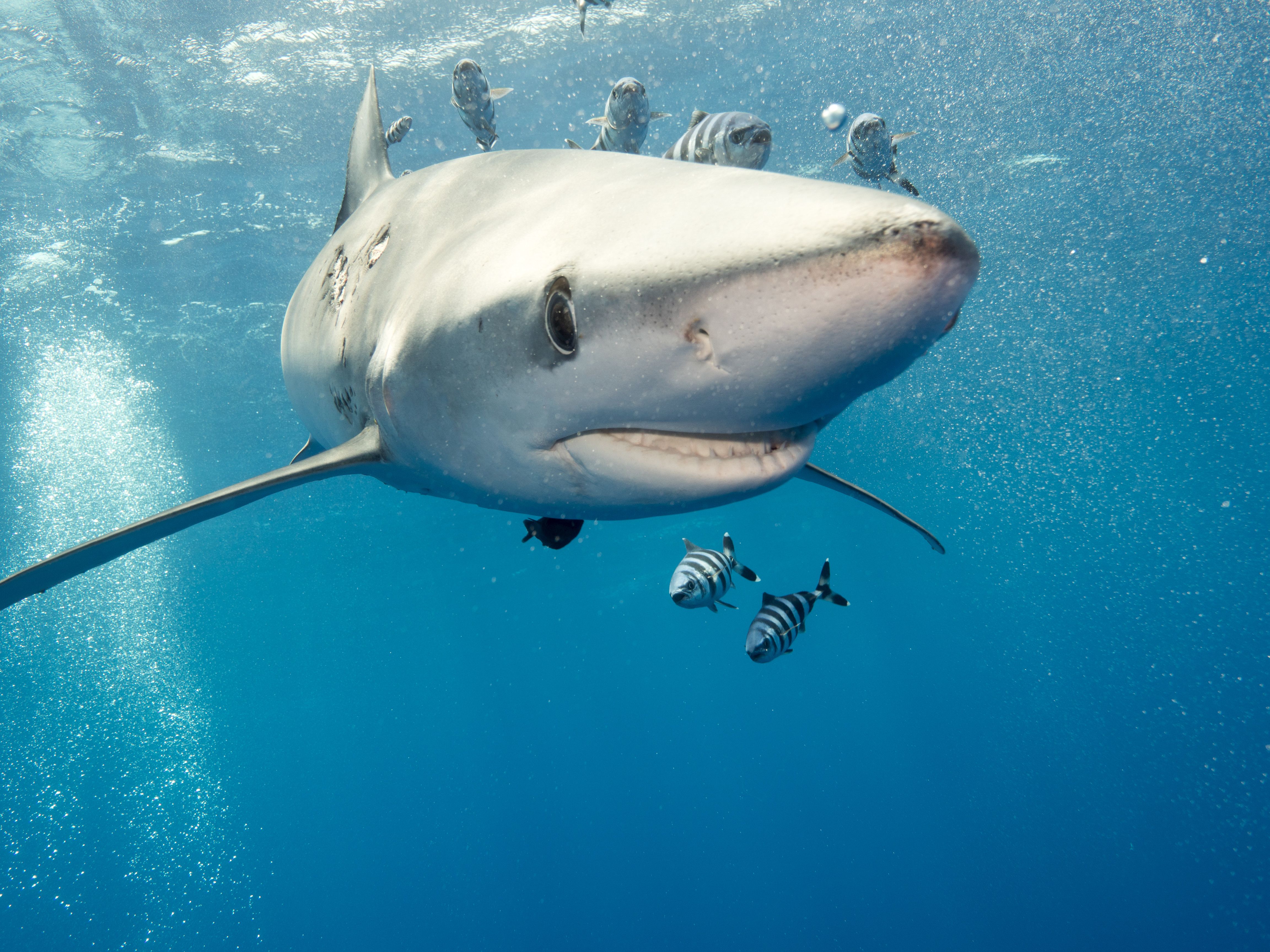 Hai-Alarm auf Menorca: Urlauber springen in Panik aus dem Wasser