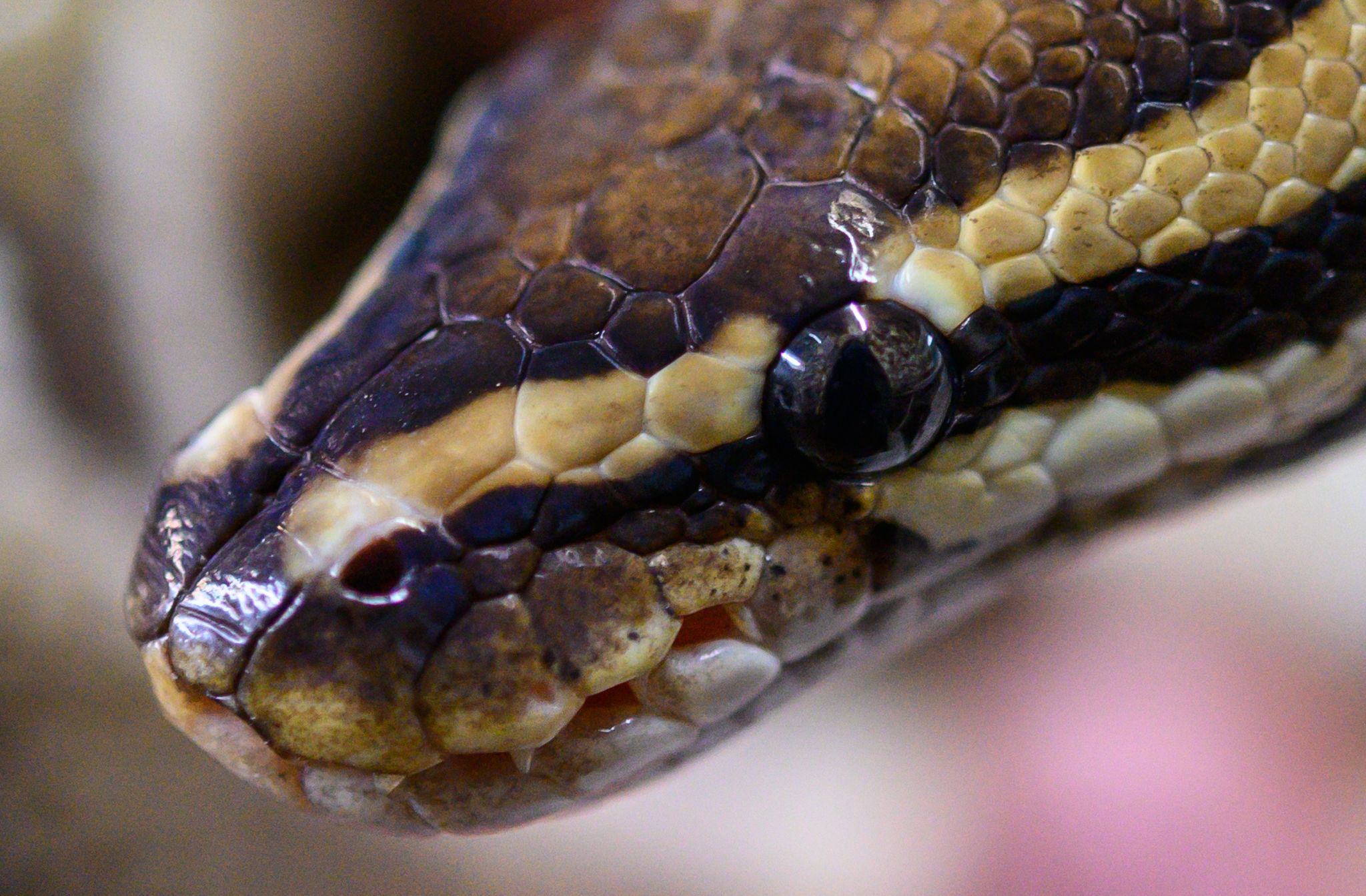 Image - Angler findet frierende Würgeschlange – Rettung mit Katzenbox!