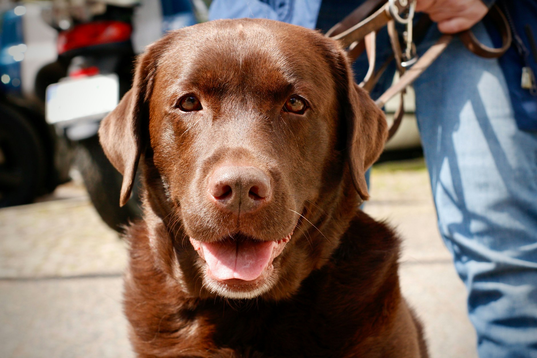Eine Chance auf den Titel „Hundeskanzler“ hat Nala nicht, denn: Unsere Redaktions-Hunde dürfen nicht an der Wahl zum schönsten Hund Deutschlands teilnehmen - aber Ihr Hund darf - schon einmal versucht? Egal, einfach wieder bewerben!