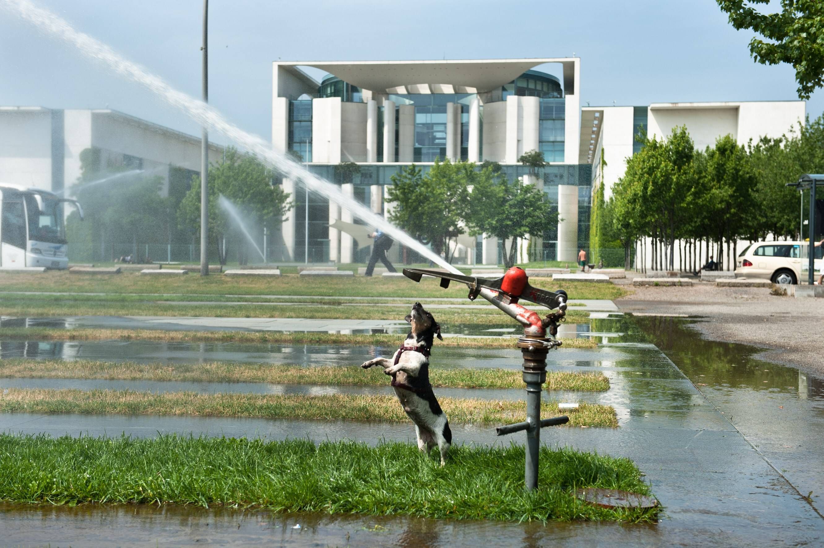 Geheimtipps: So schafft Ihr Hund jetzt den Sprung ins Hundeskanzleramt