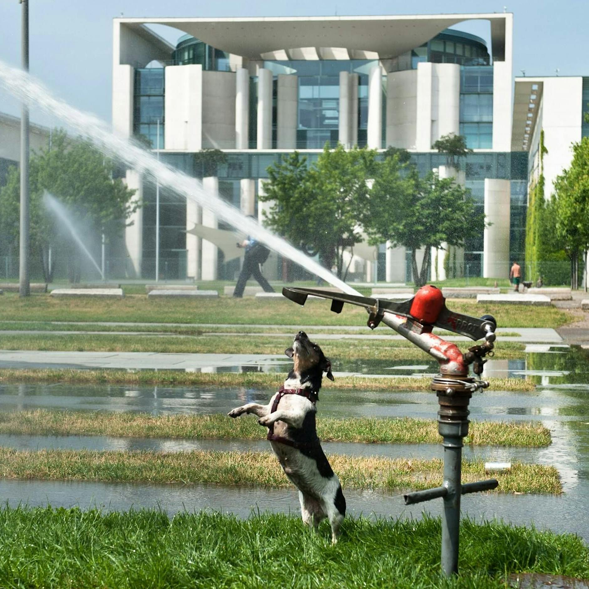 Geheimtipps: So schafft Ihr Hund jetzt den Sprung ins Hundeskanzleramt