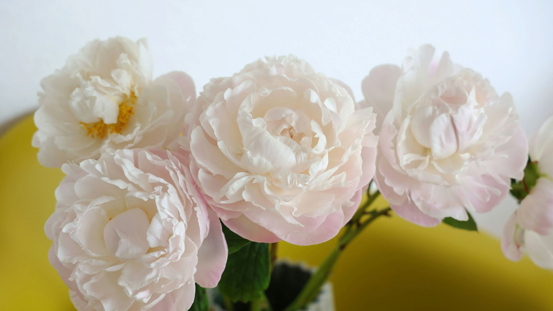Pfingstrosen halten mit ein paar wichtigen Tipps der Pflege in der Vase deutlich länger. 