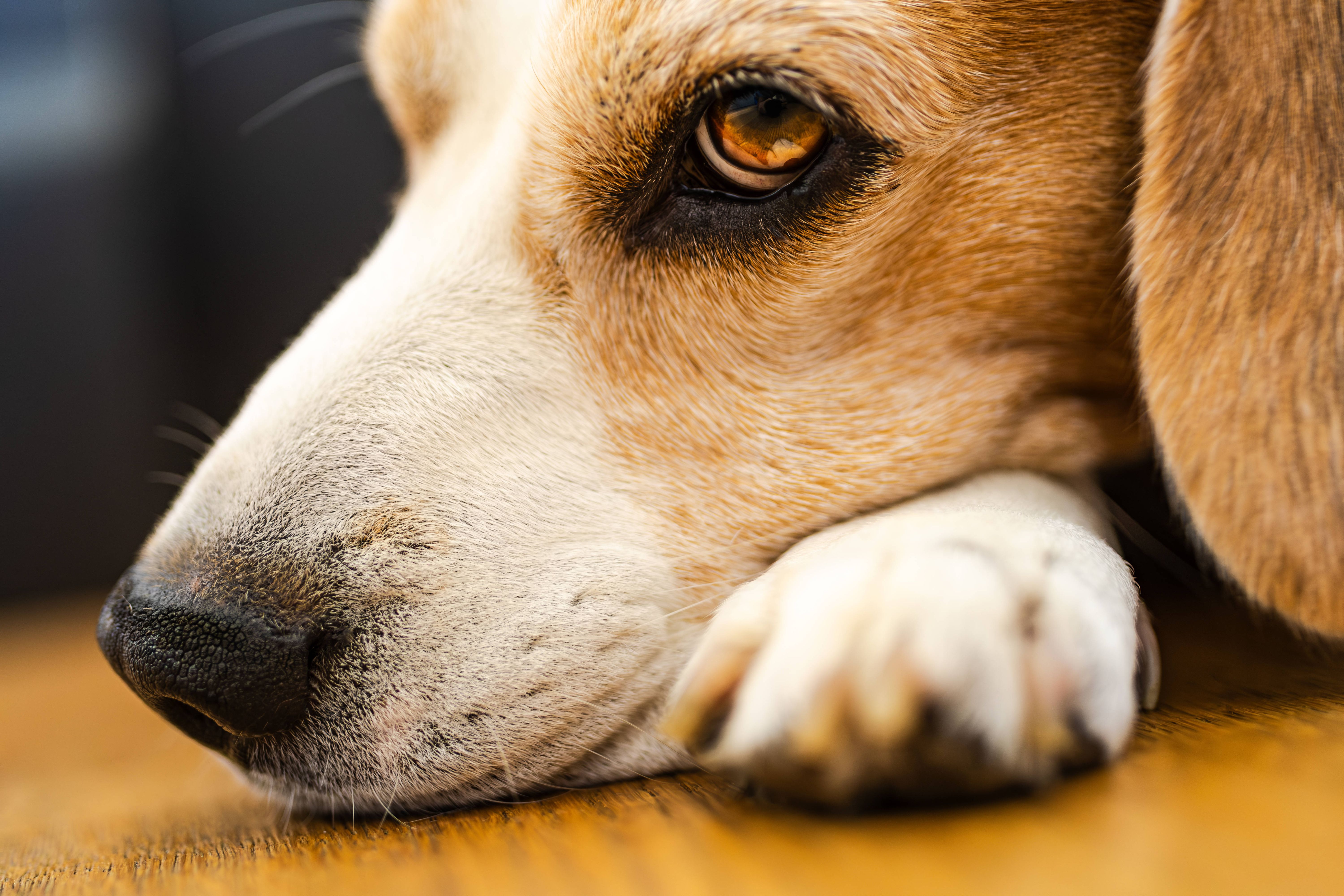 Wie ich erkenne, ob mein Hund Schmerzen hat – und was Sie dann NIE tun sollten