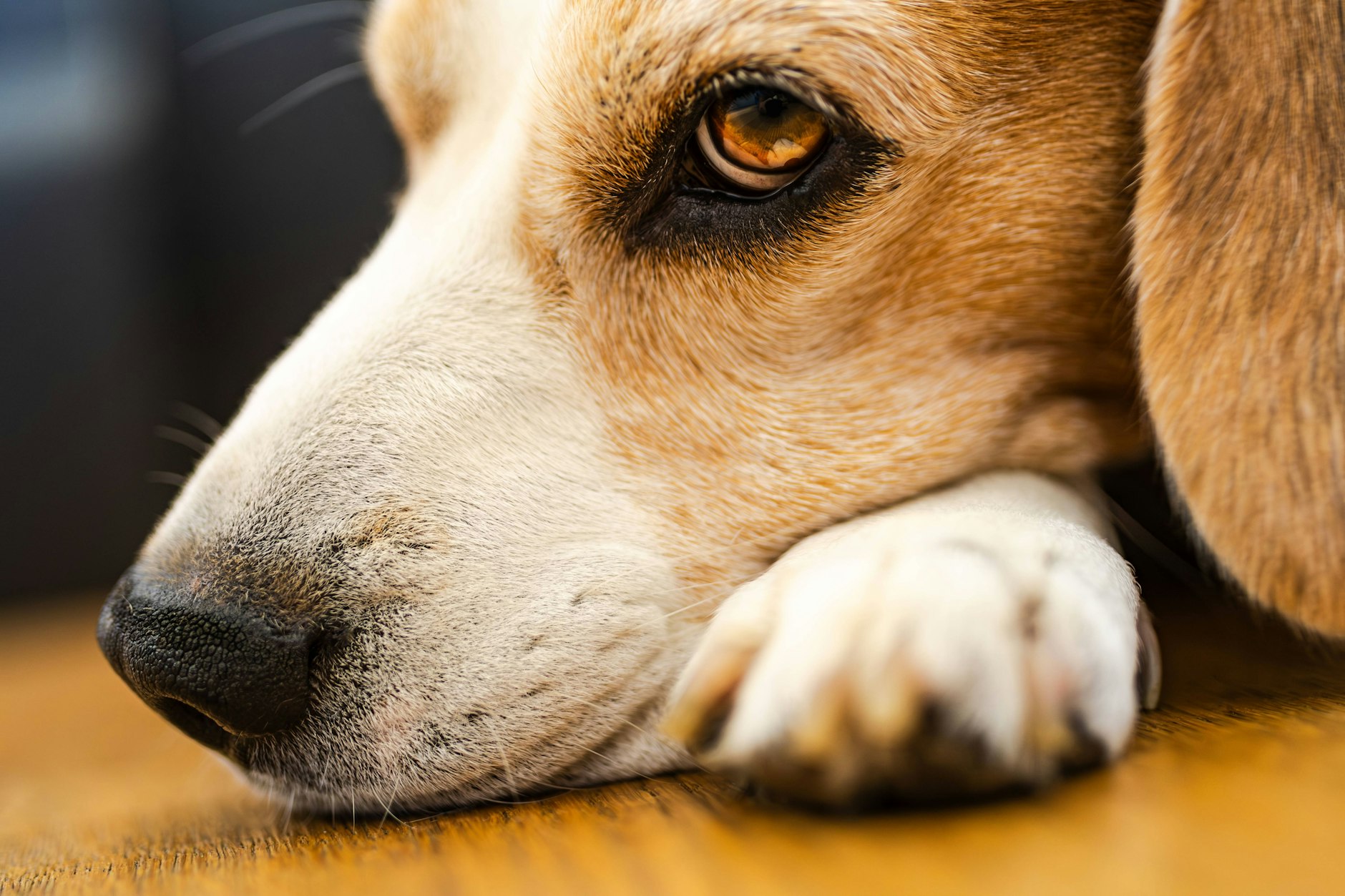 Wenn Hunde lethargisch wirken, kann das an Schmerzen liegen.