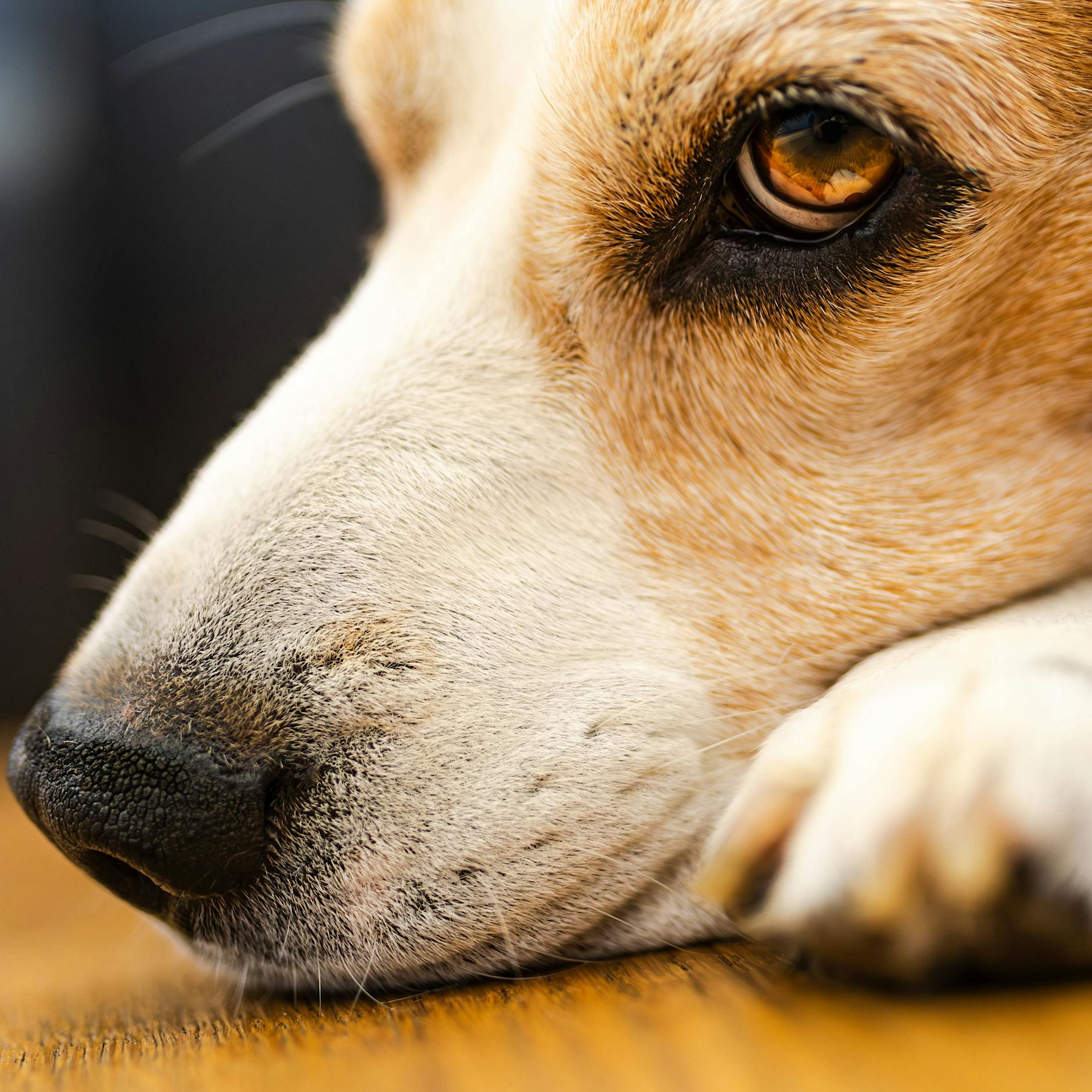Wie ich erkenne, ob mein Hund Schmerzen hat – und was Sie dann NIE tun sollten