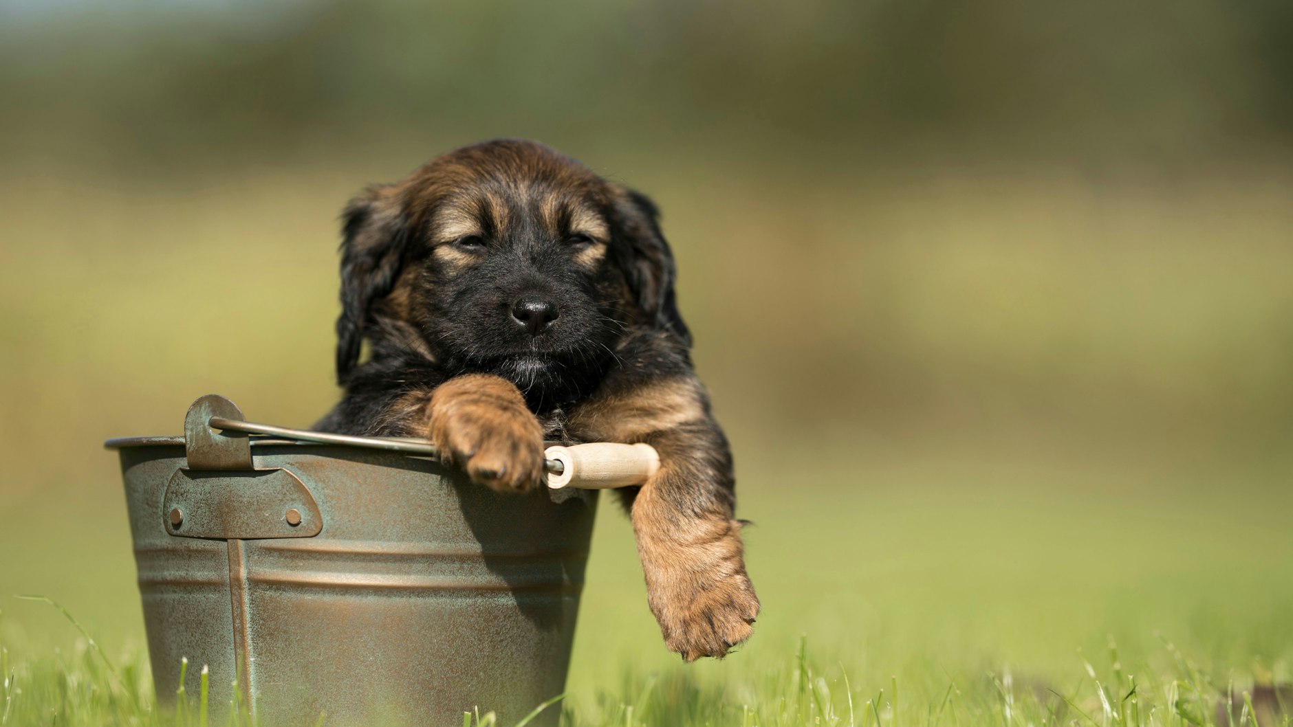 Ihr Hund hat keine Lust auf Spaziergänge oder Spiele? Das kann ein Anzeichen für Schmerzen sein. 