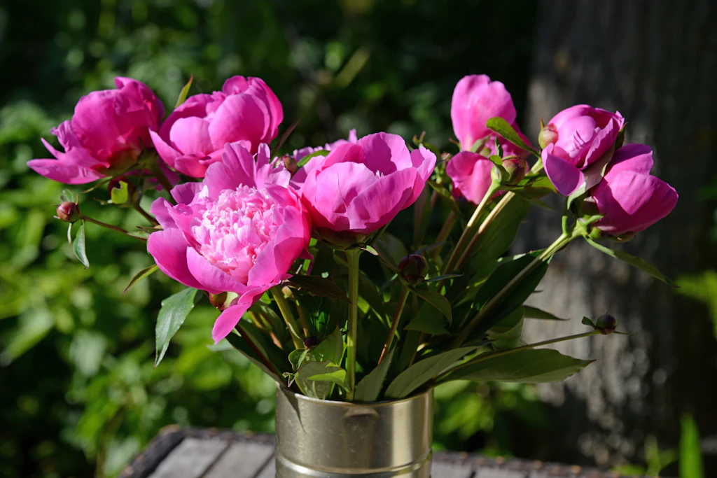 Pfingstrosen In Der Vase Gehen Nicht Auf Pfingstrosen in der Vase: Mit DIESEM Hausmittel verlängern Sie die