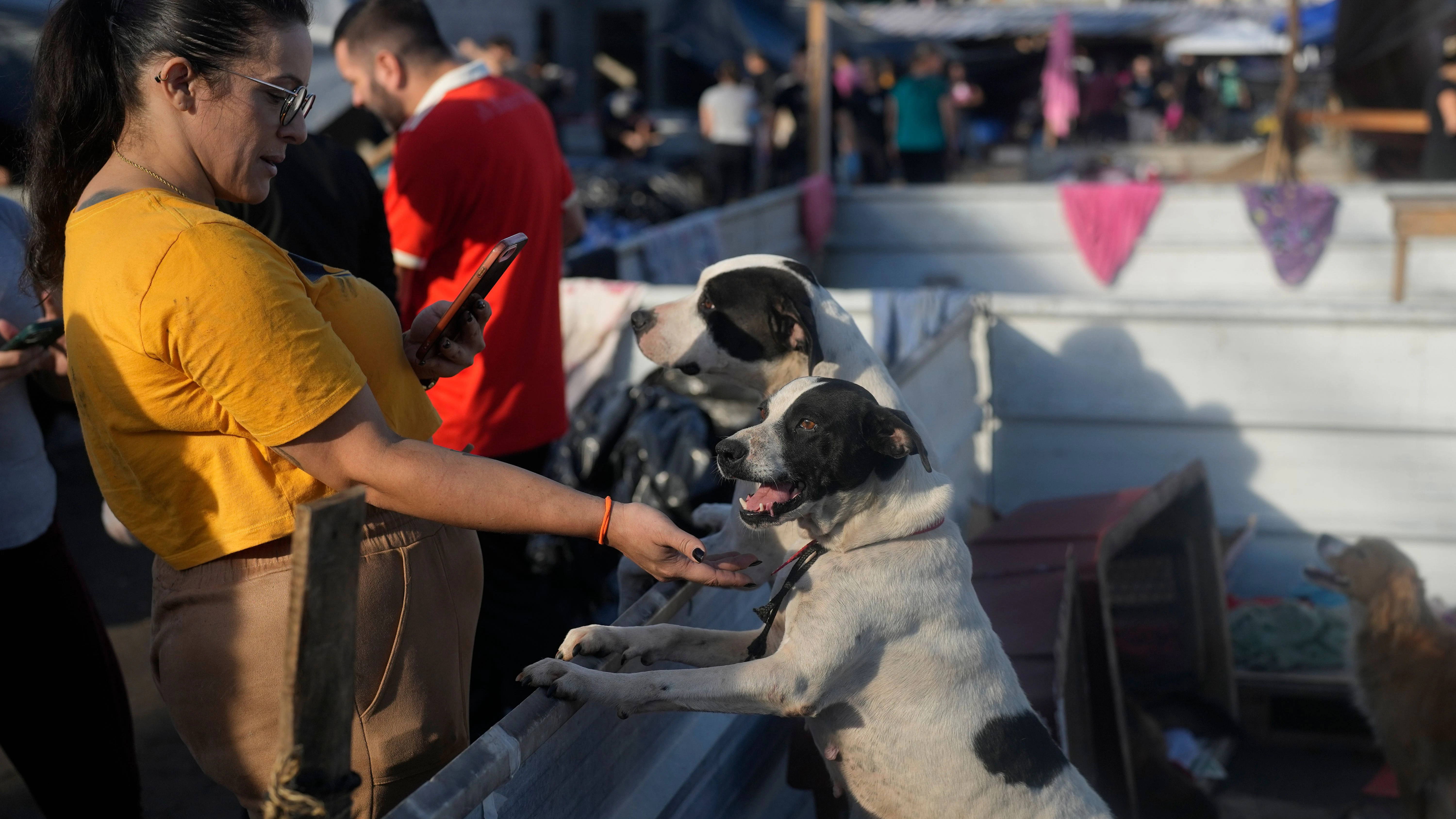 Im Tierheim in Canoas sind viele Hunde untergekommen, die aus den Fluten gerettet wurden.