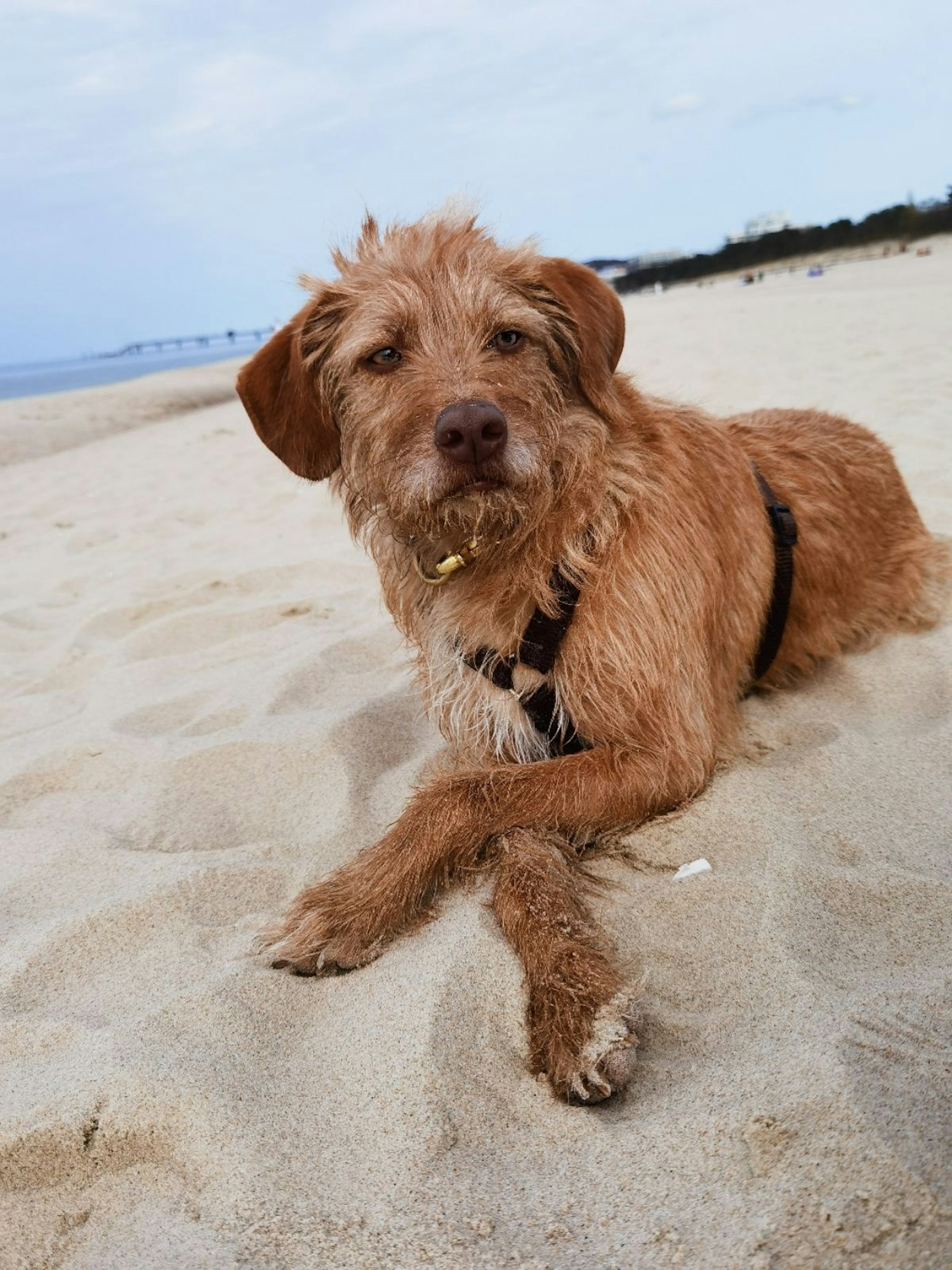 Neuer Kandidat für die Hundeskanzler-Endrunde: Tierschutzhund Strolch, hier gemütlich am Strand