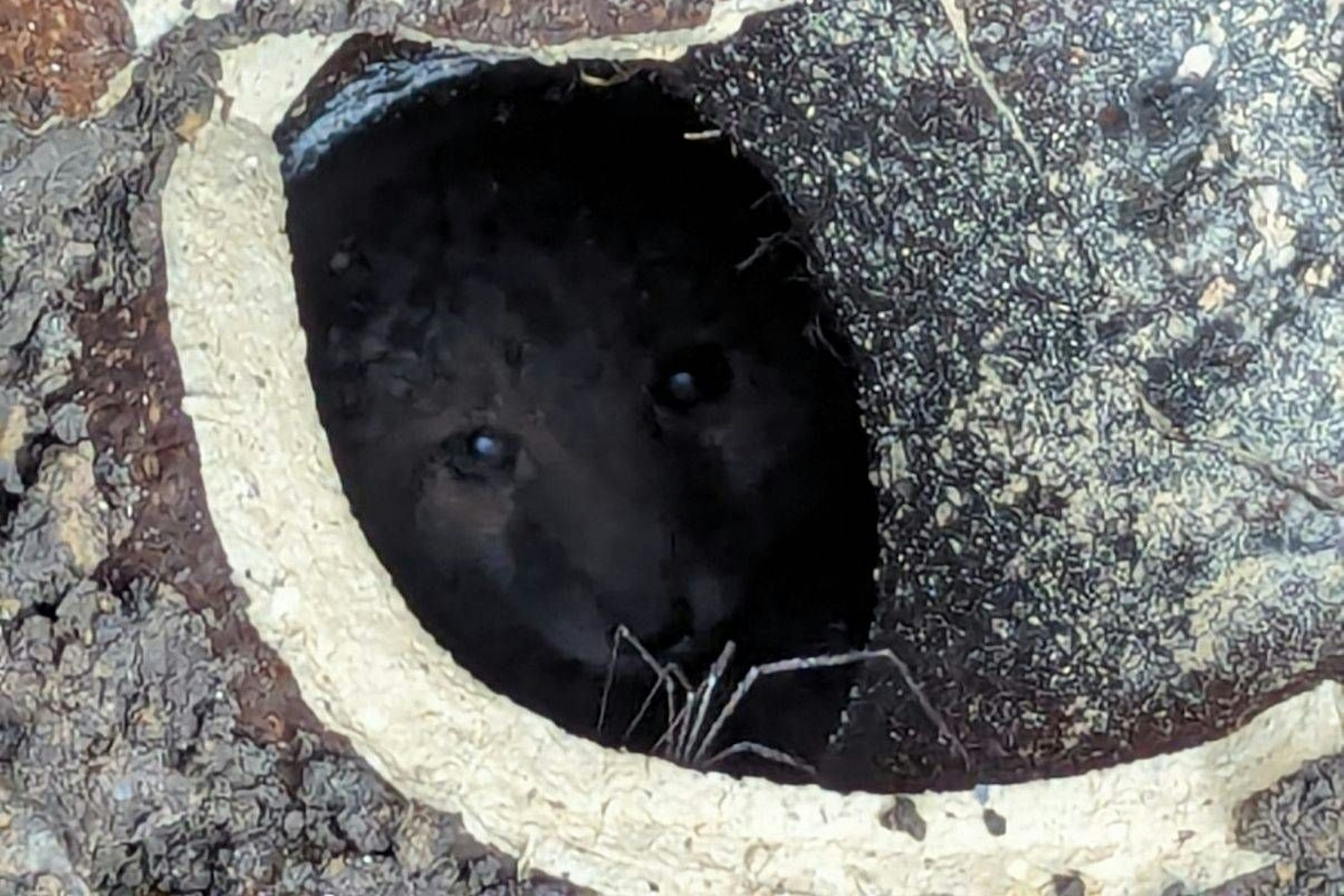 Der kleine Fuchs steckte in einem Abflussrohr fest - und musste befreit werden.