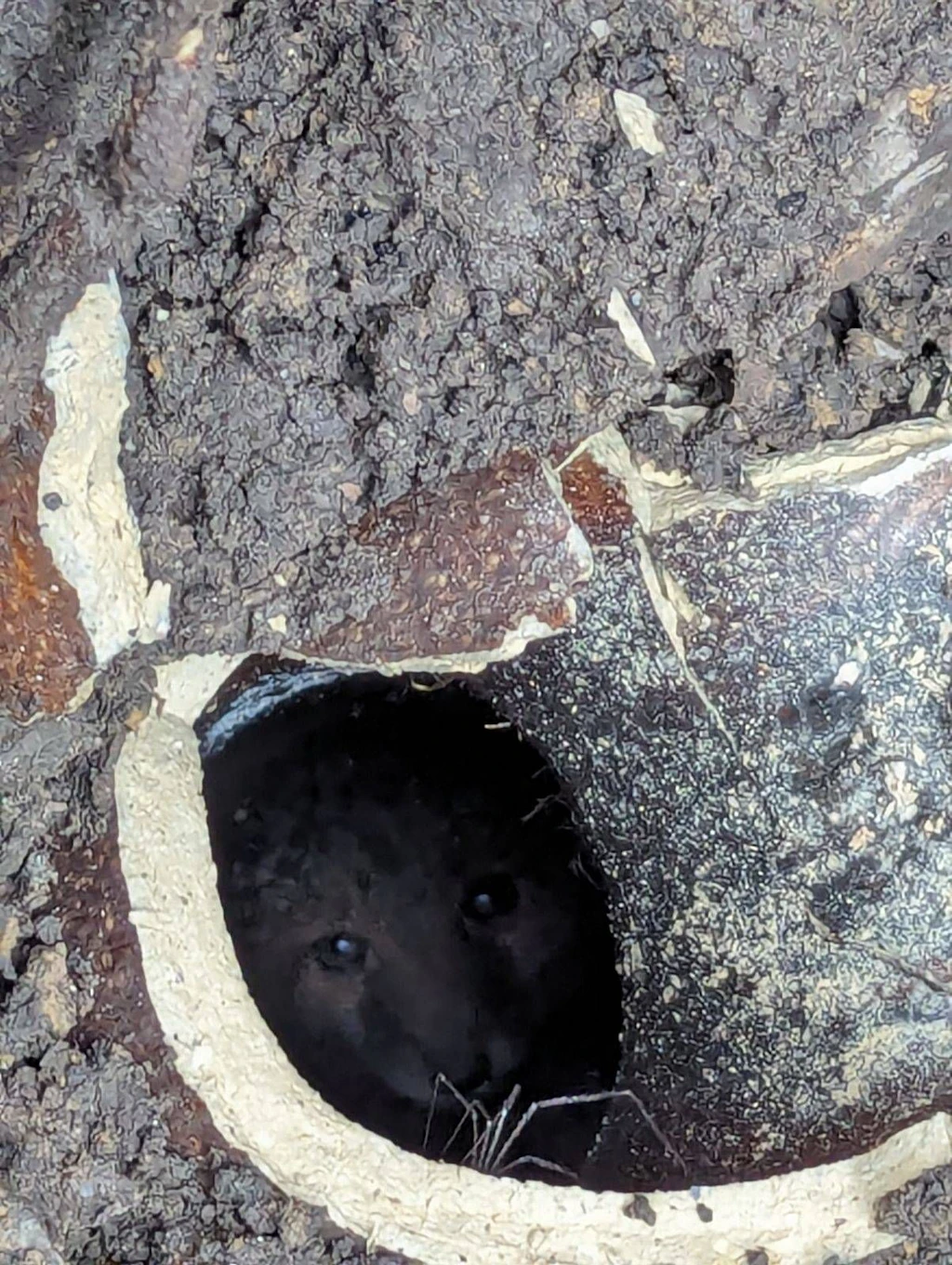Er weinte so laut! Retter befreien Mini-Fuchs aus Abflussrohr