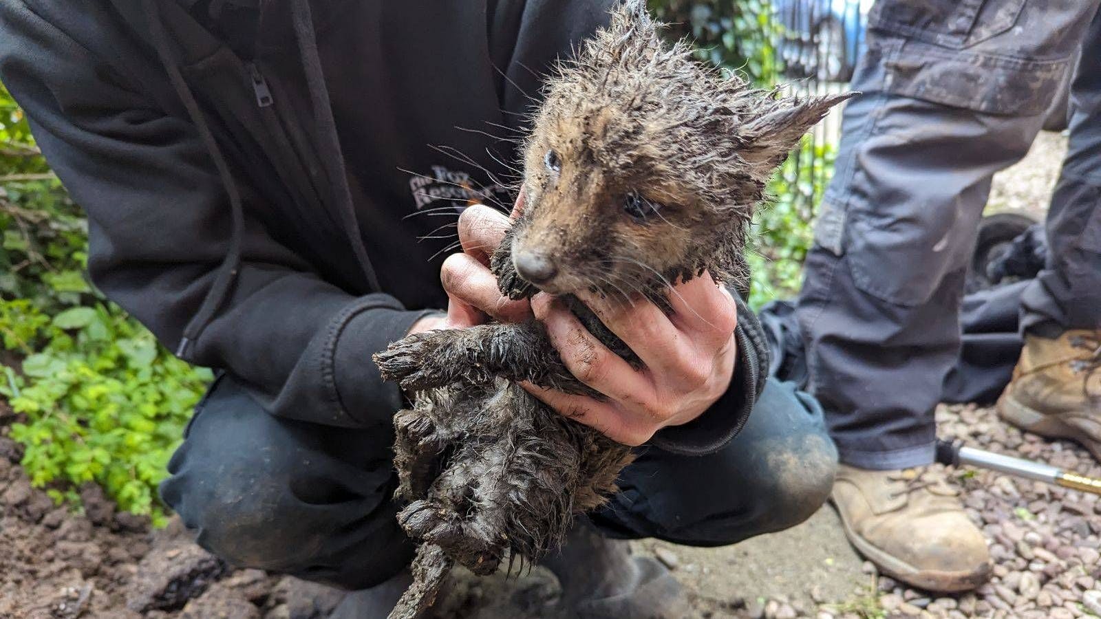 Endlich frei! Der kleine Fuchs erholt sich nun von den Strapazen.