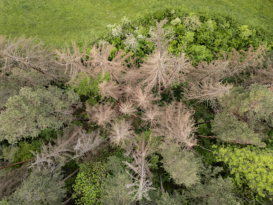 Nadel- und Laubbäume stehen in einem Waldstück. Die Bäume in Deutschland leiden unter den Folgen der Klimakrise. 
