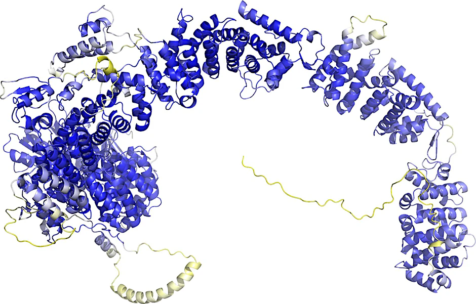 HANDOUT - Das Modell der AlphaFold Protein Structure Database stellt das Rückgrat der Proteinstruktur dar. Sogenannte Sekundärstrukturelemente sind als Bänder wiedergegeben. In den blauen Bereichen ist das Model vermutlich zuverlässig. Die gelben Bereiche sind wahrscheinlich flexibel, und nur eine mögliche Struktur ist dargestellt.  tabase/dpa