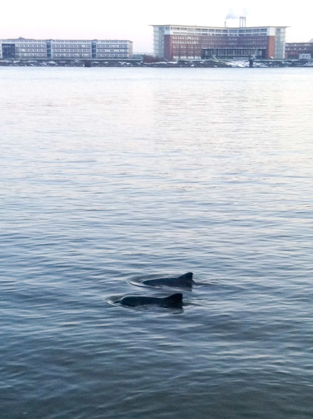 Image - Feuerwehr holt toten Schweinswal aus der Elbe