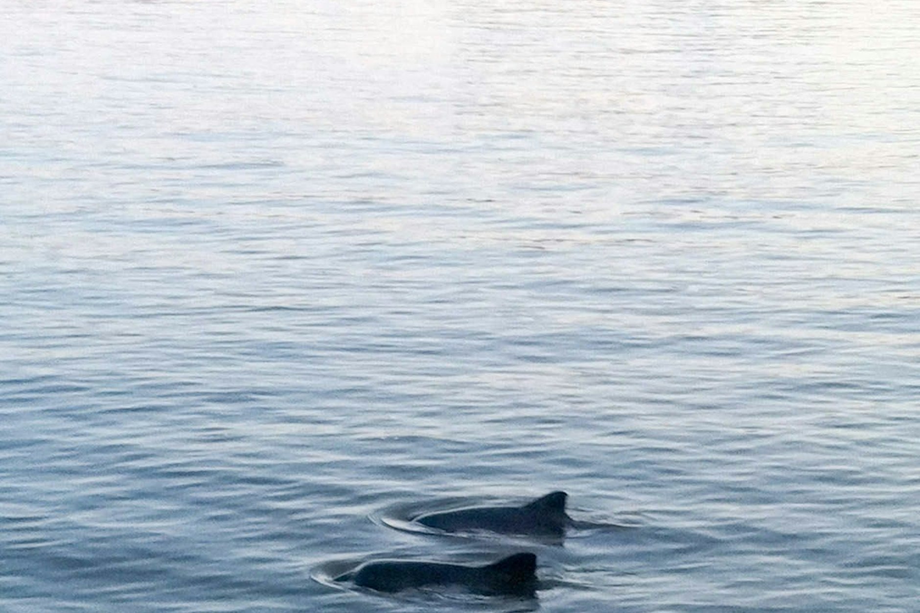 Zwei Schweinswale schwimmen auf der Elbe vor Finkenwerder bei Hamburg. (Archivbild)